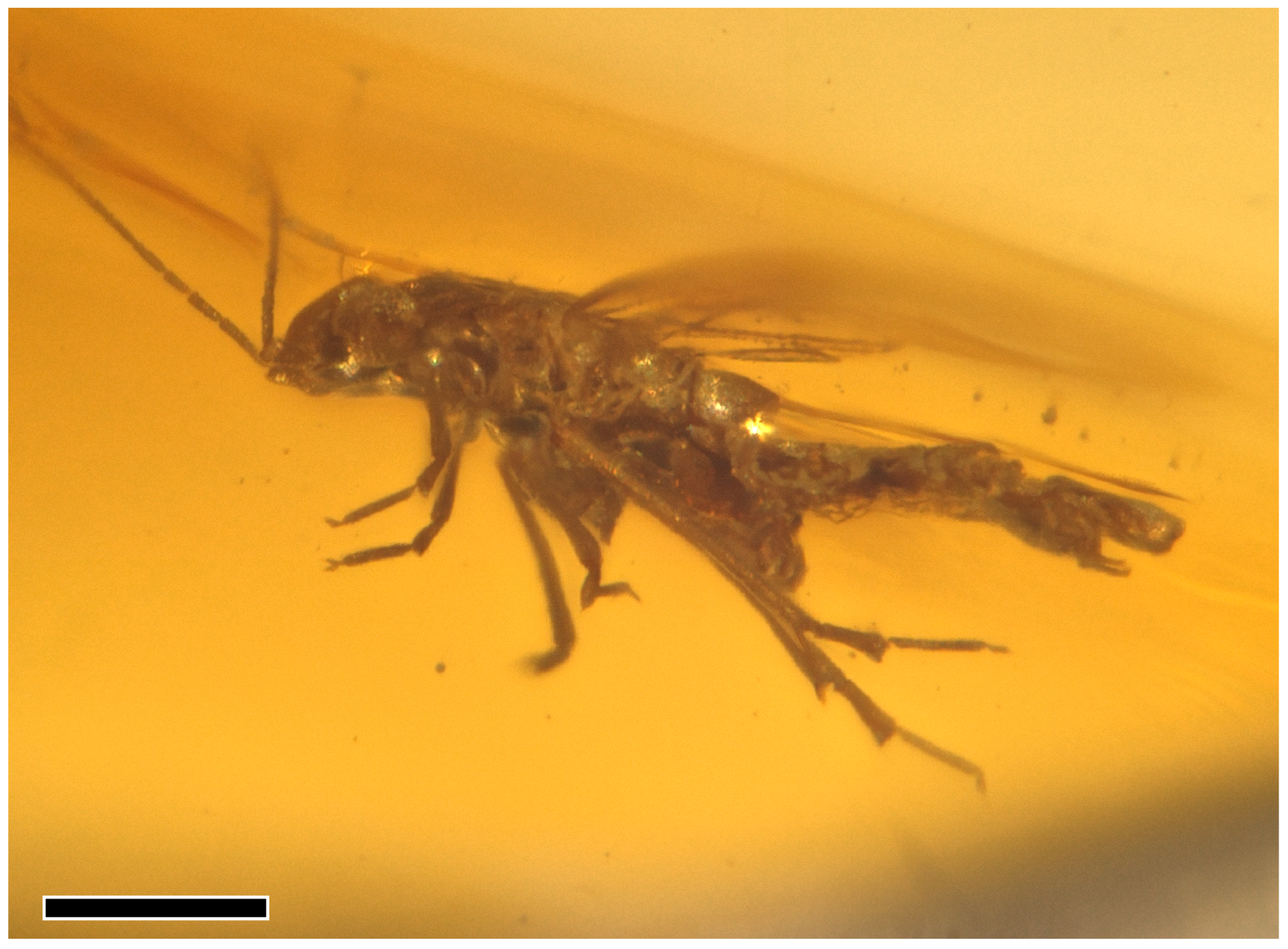 Insects 16 00302 g006