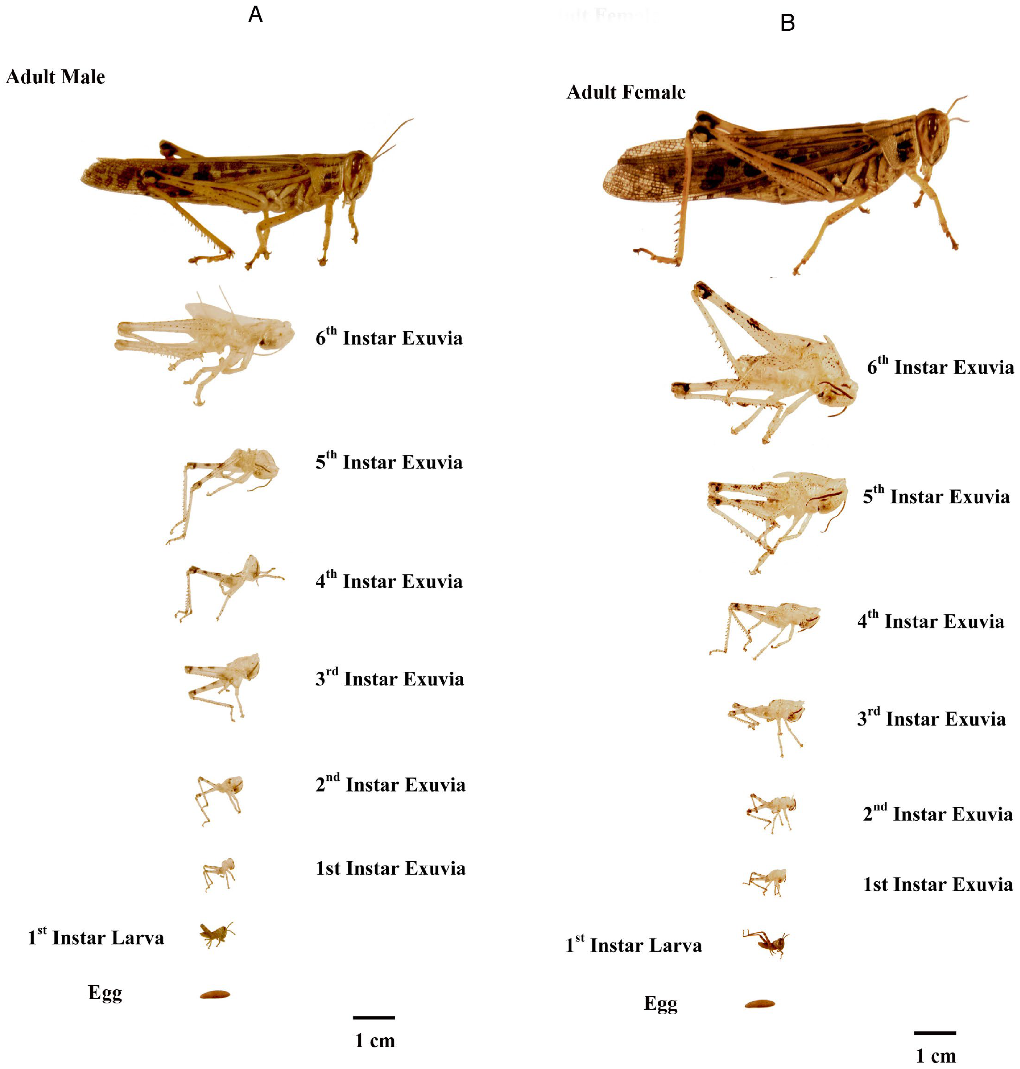 Insects 16 00327 g001