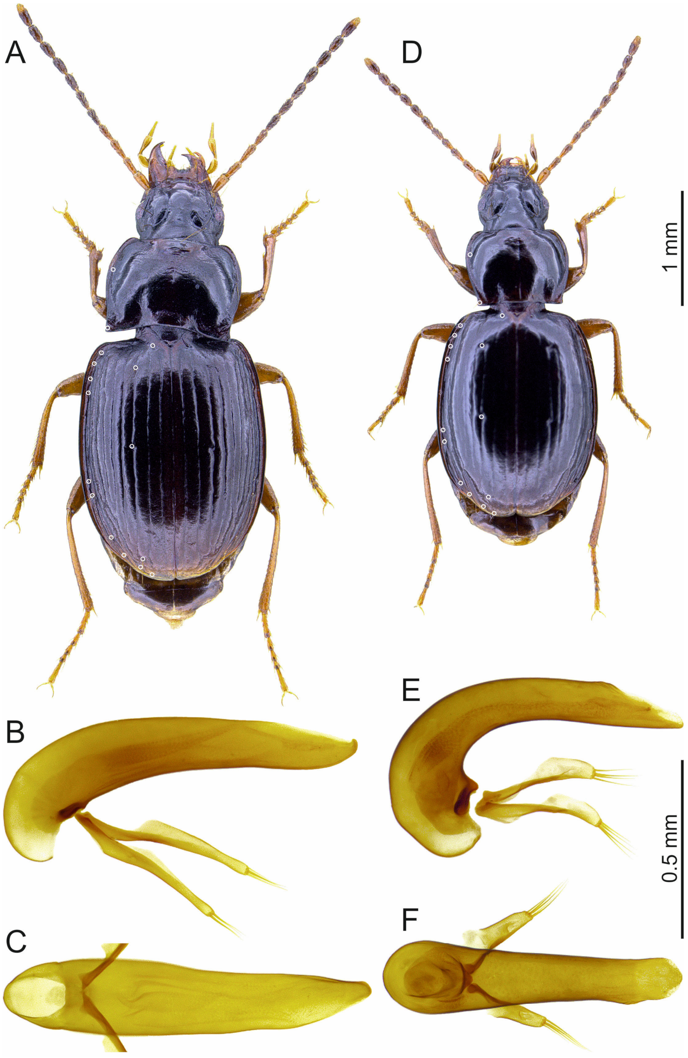 Insects 16 00328 g001 Insects 16 00328 g001