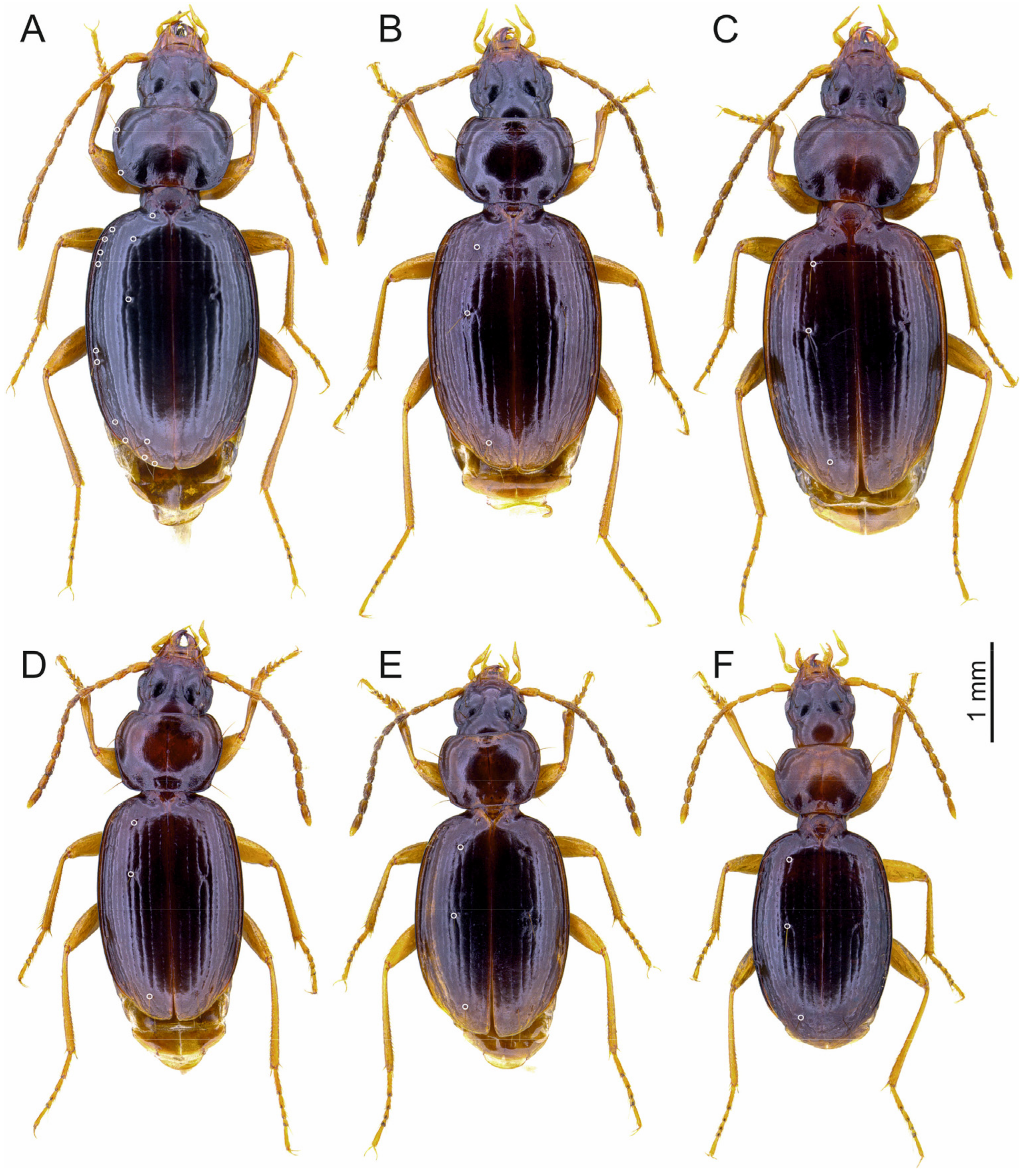 Insects 16 00328 g004 Insects 16 00328 g004