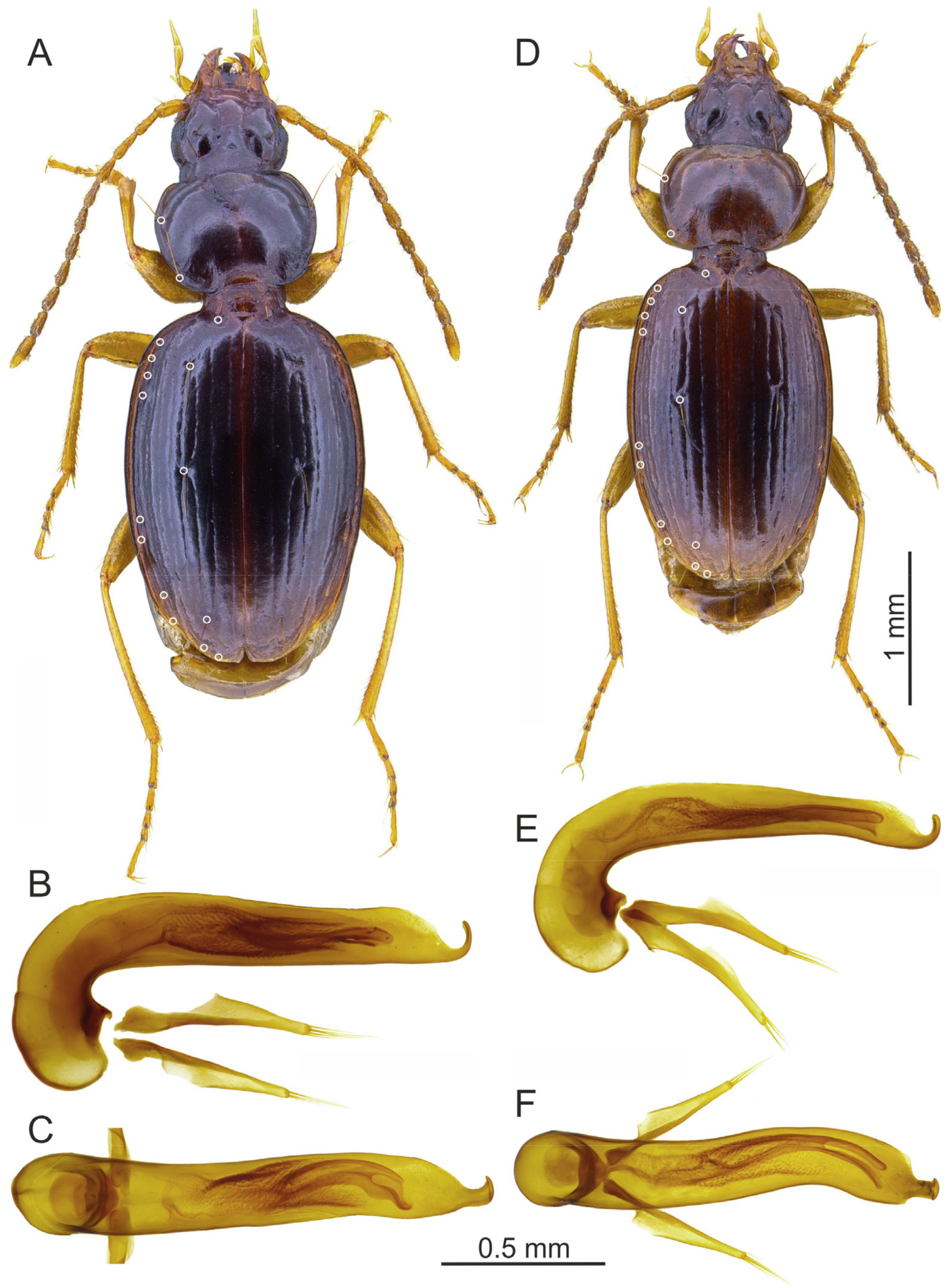 Insects 16 00328 g009 Insects 16 00328 g009