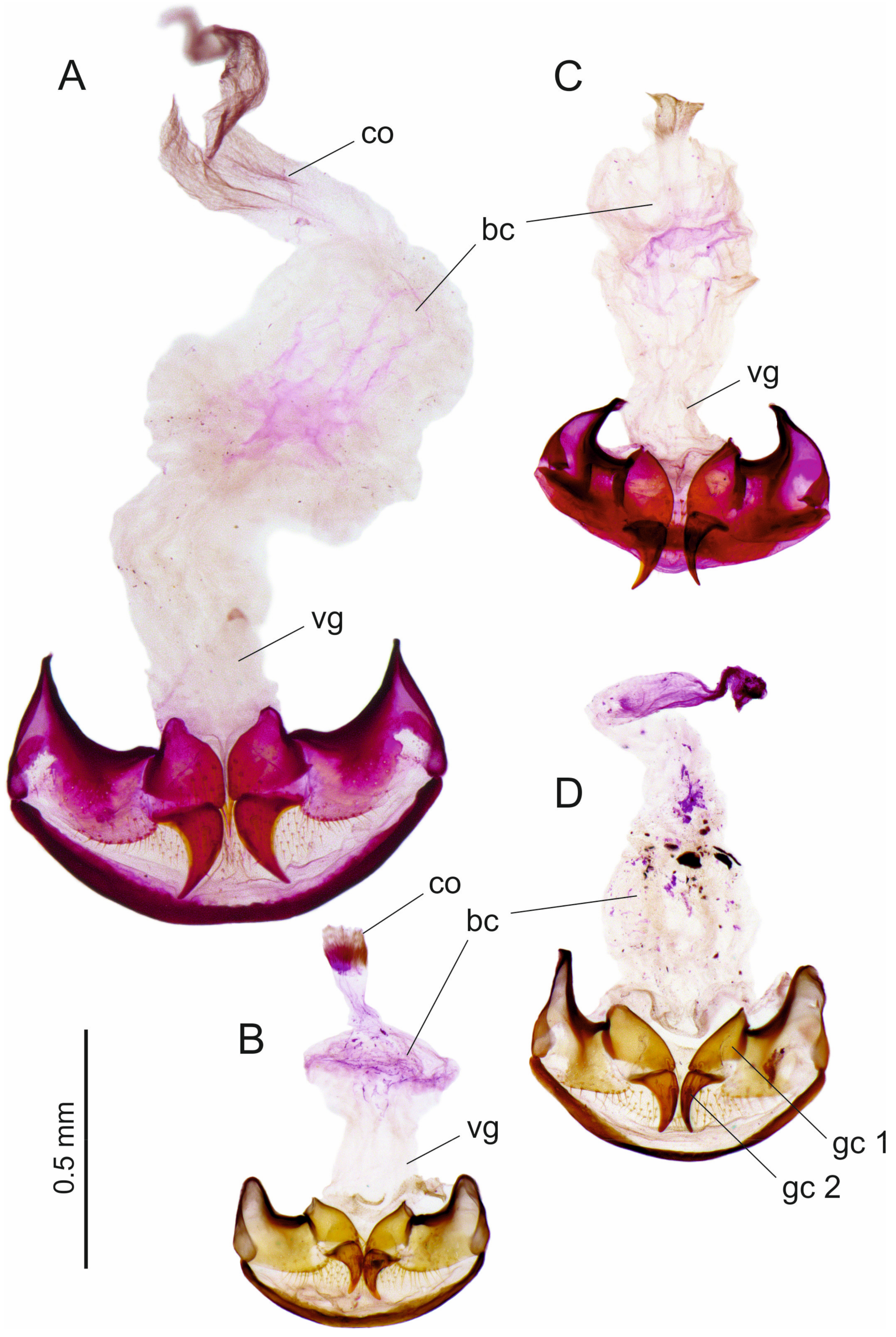 Insects 16 00328 g012 Insects 16 00328 g012