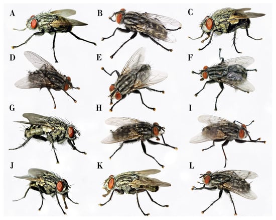 Insects 16 00359 g002