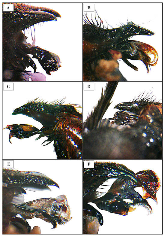 Insects 16 00359 g003