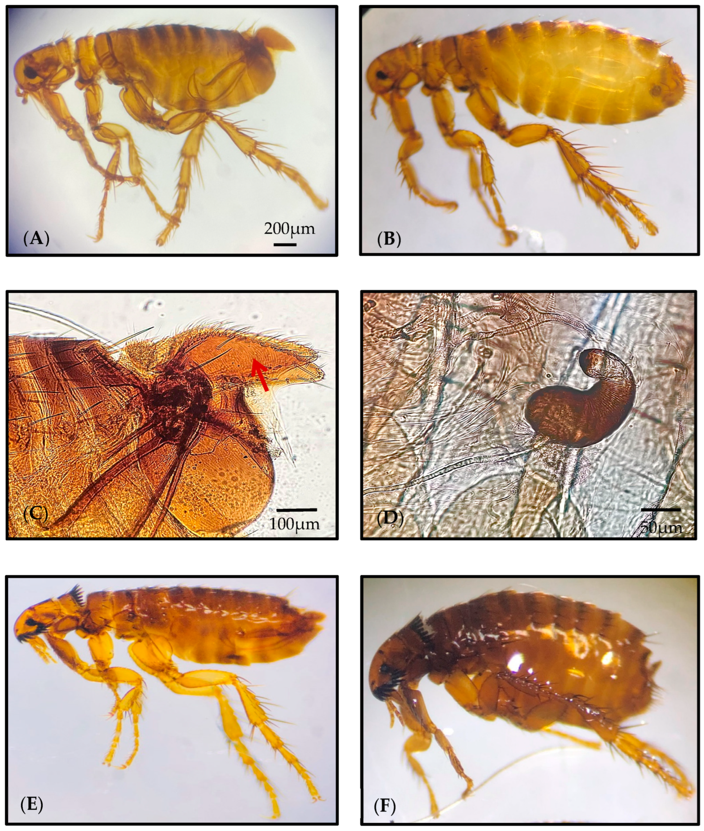 Insects 16 00390 g003