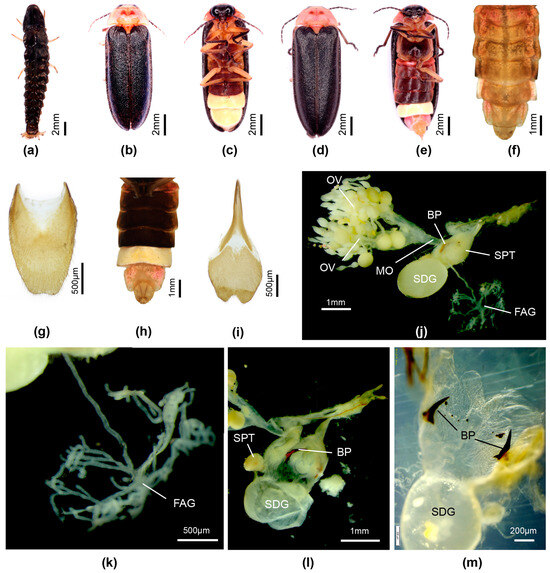 Insects 16 00394 g004