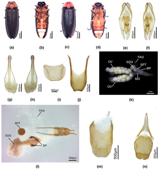 Insects 16 00394 g005