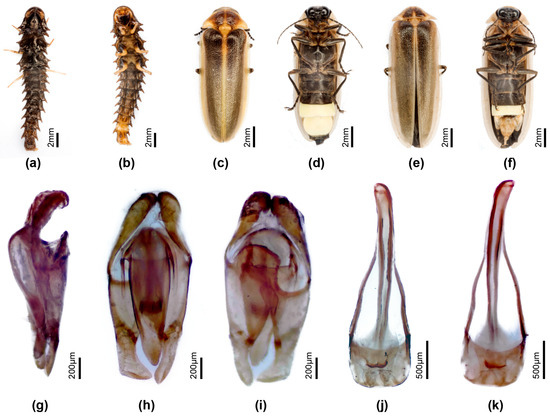 Insects 16 00394 g006