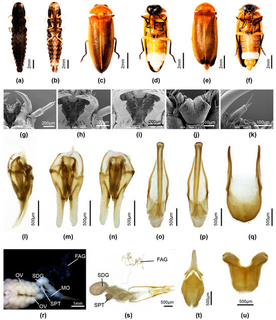 Insects 16 00394 g009