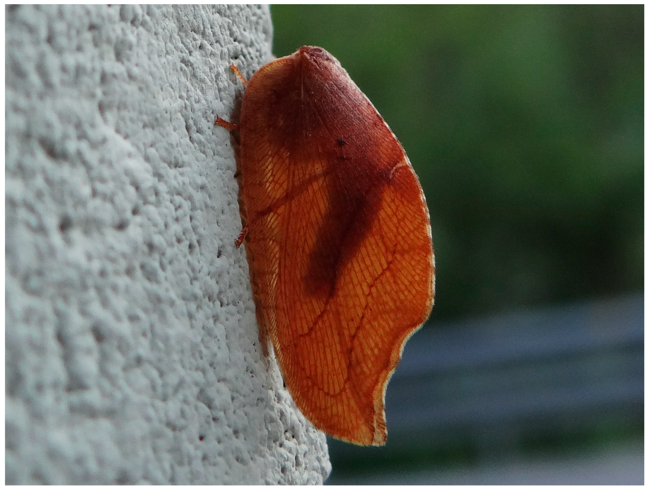 Insects 16 00401 g001