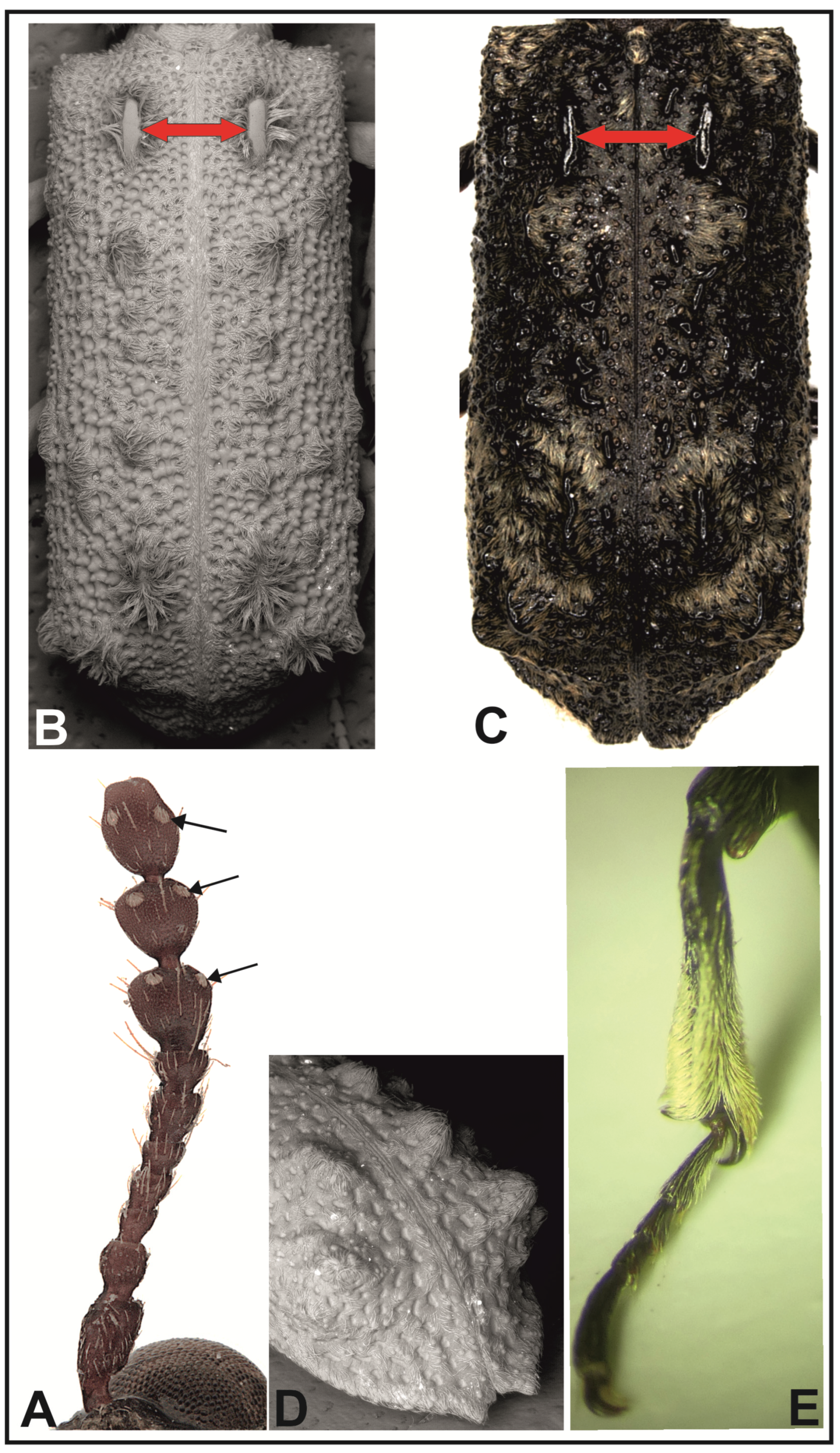 Insects 16 00411 g001