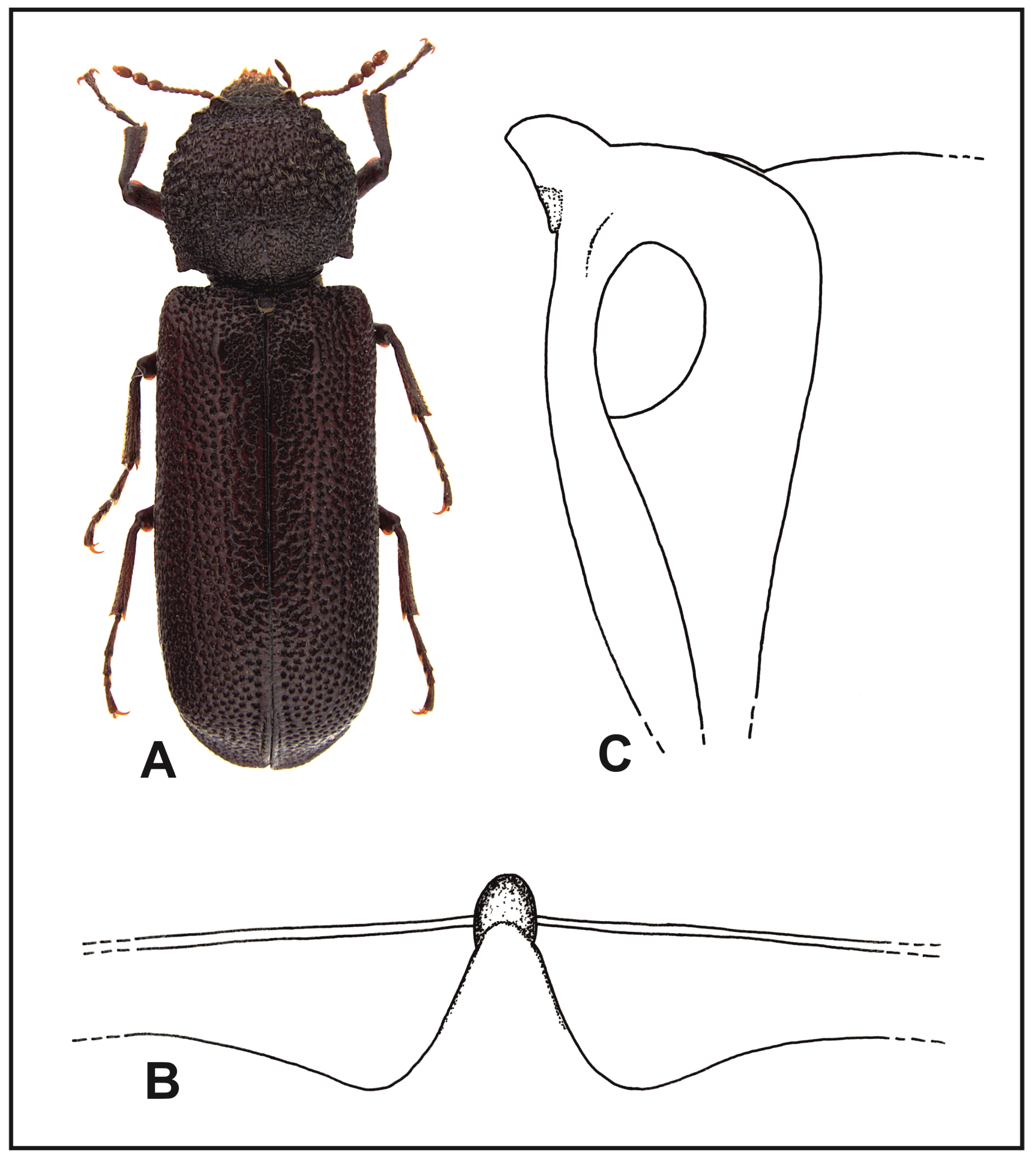 Insects 16 00411 g002