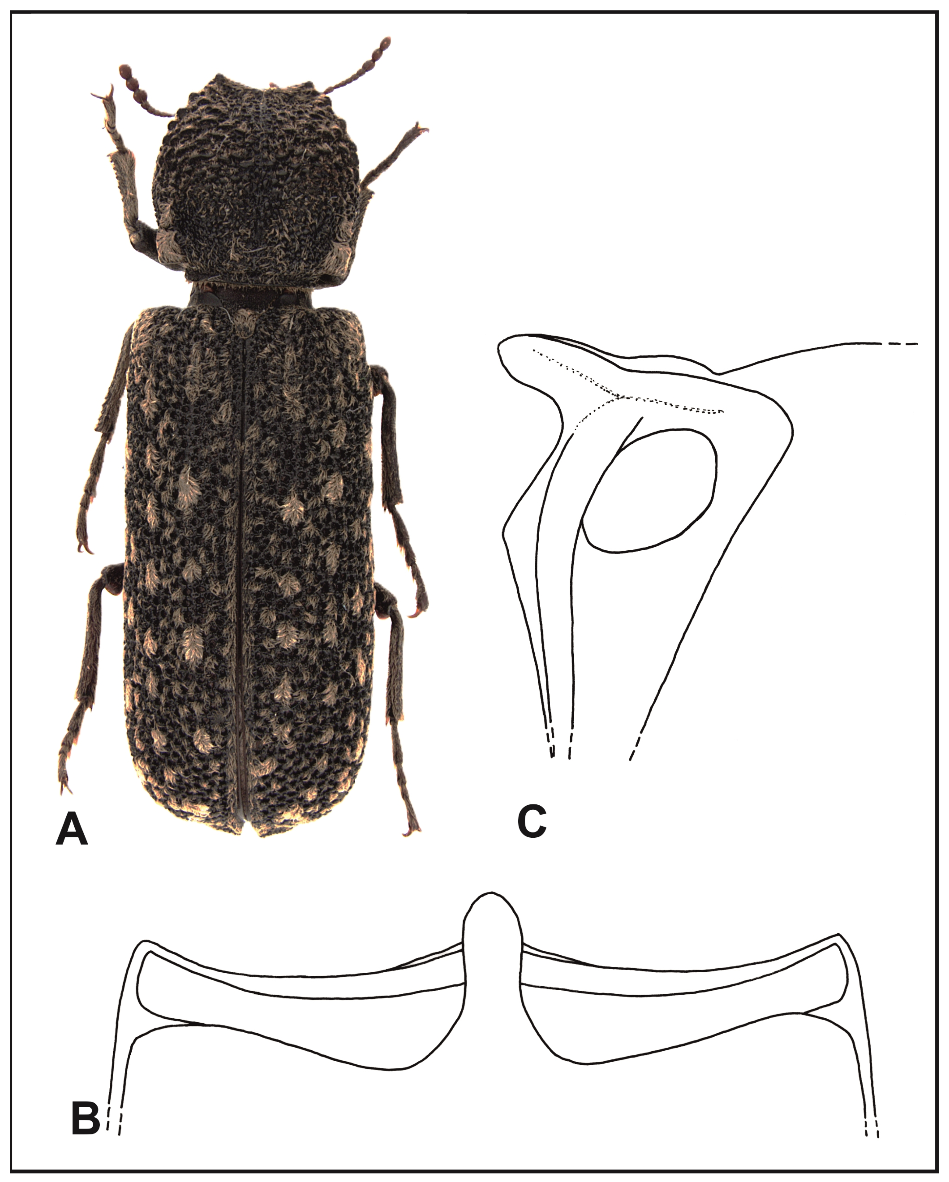 Insects 16 00411 g003