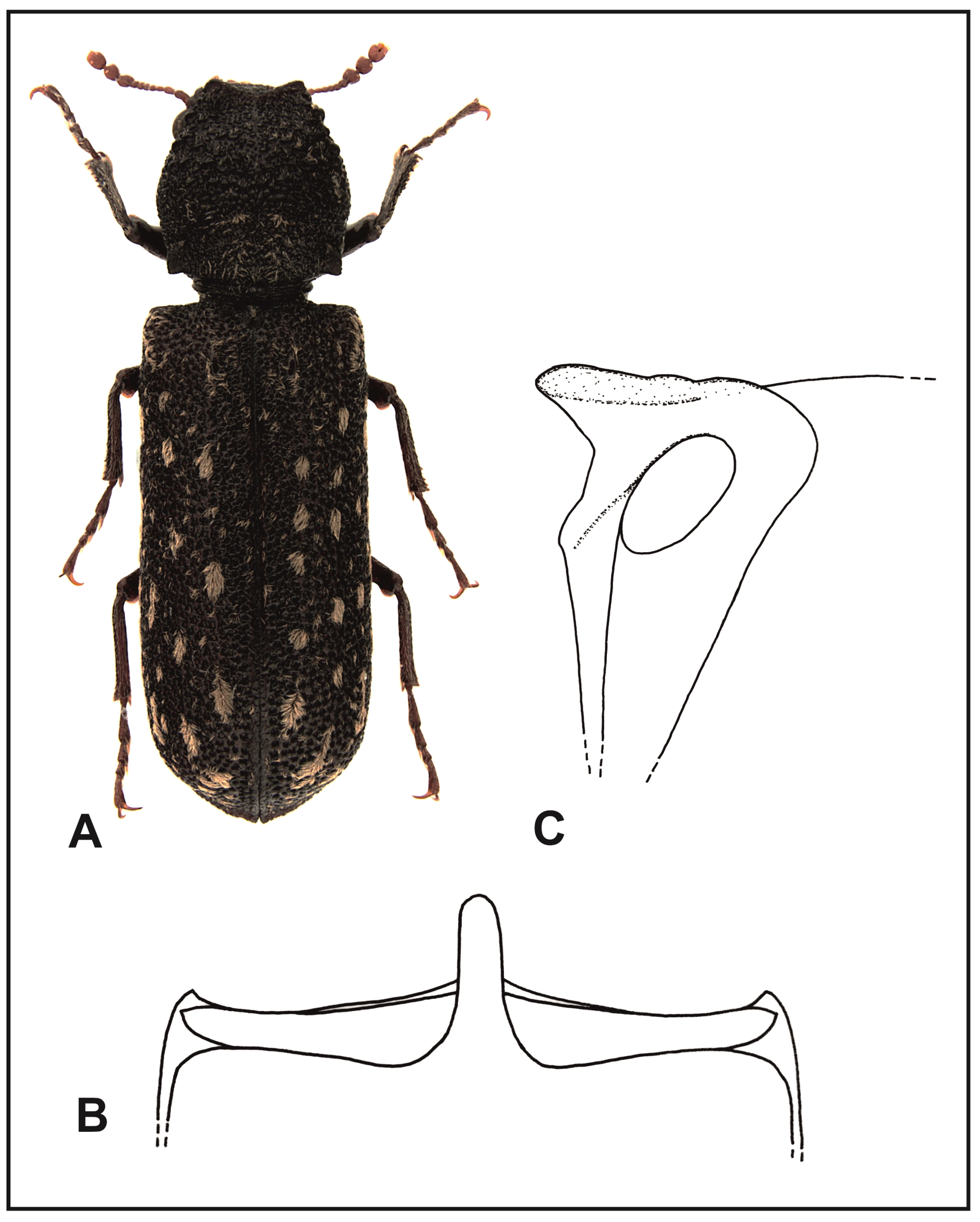 Insects 16 00411 g005