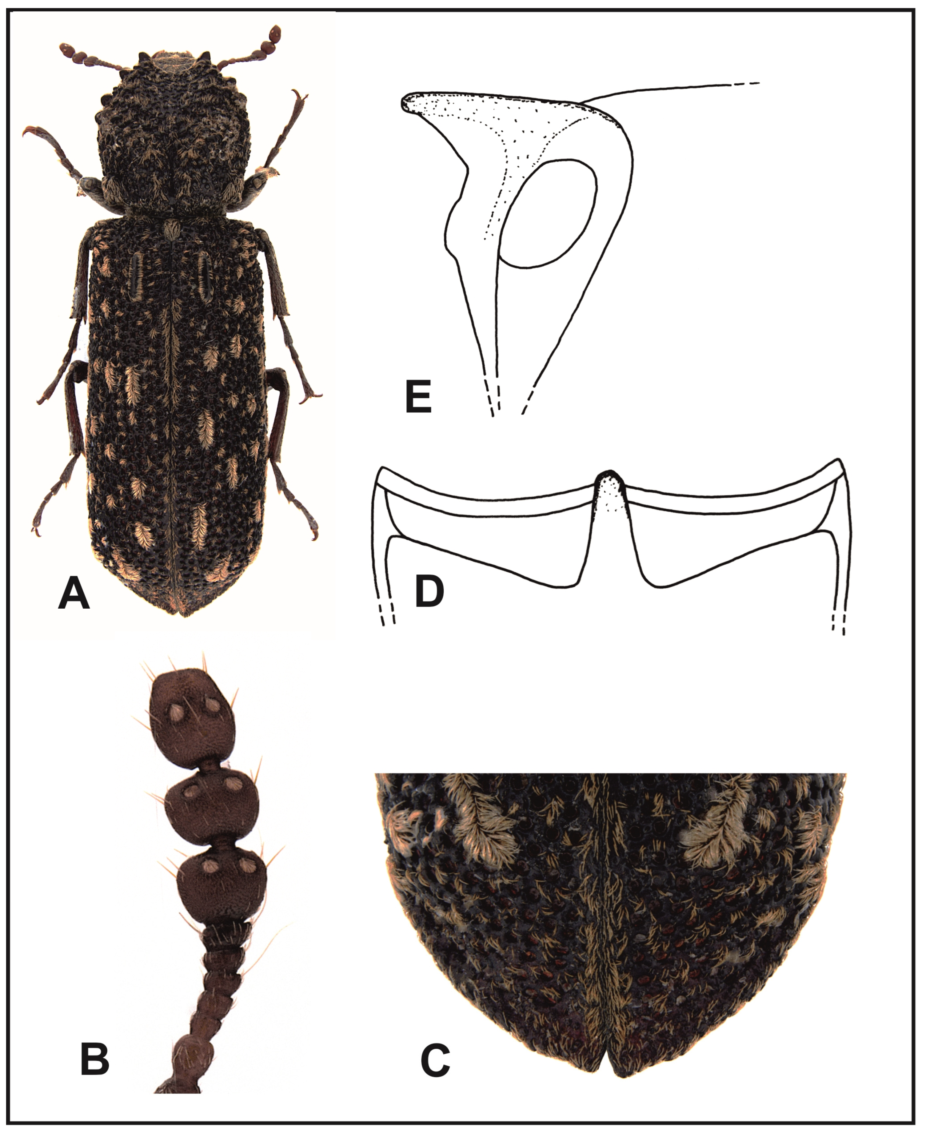 Insects 16 00411 g007