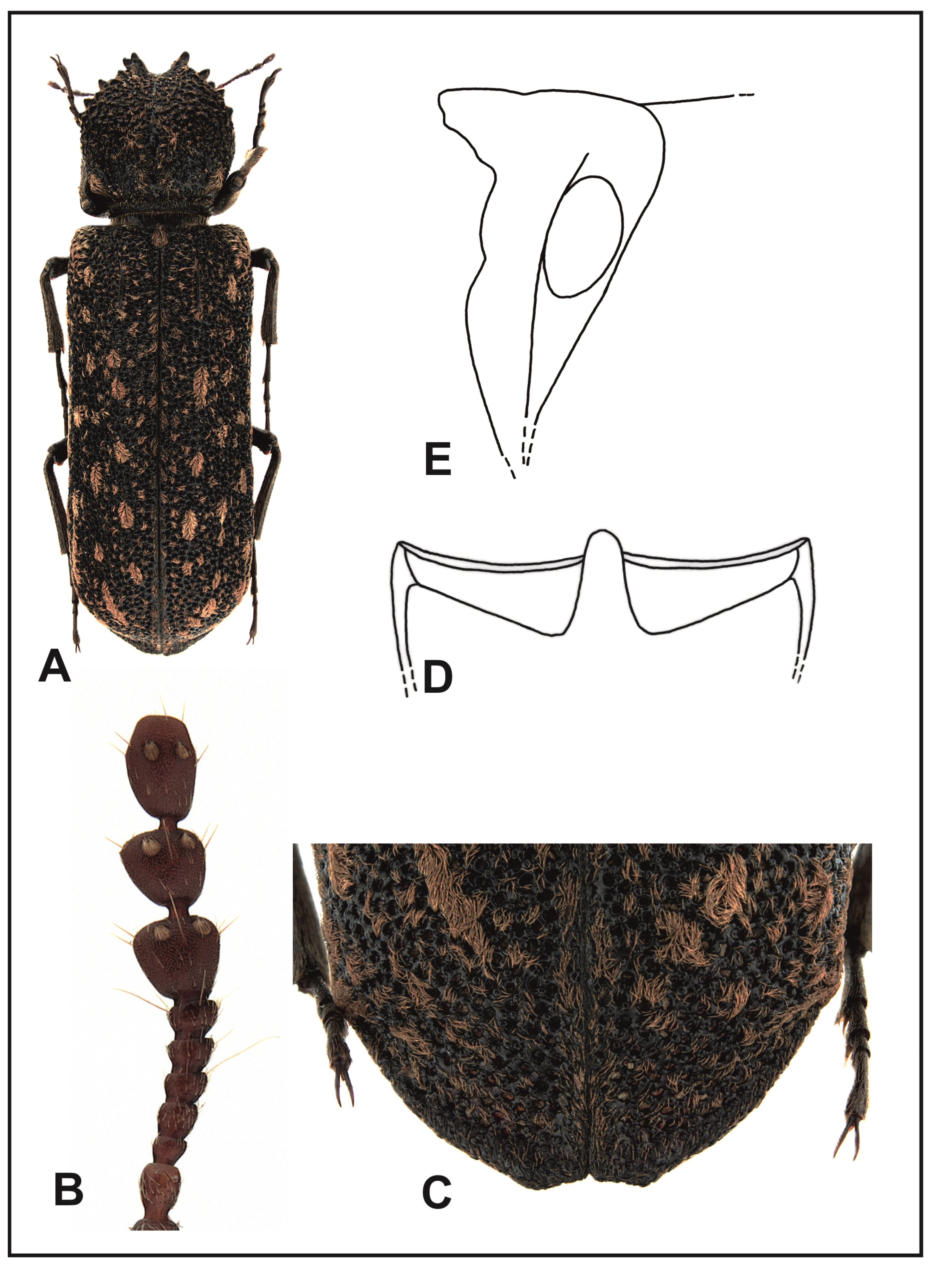 Insects 16 00411 g009