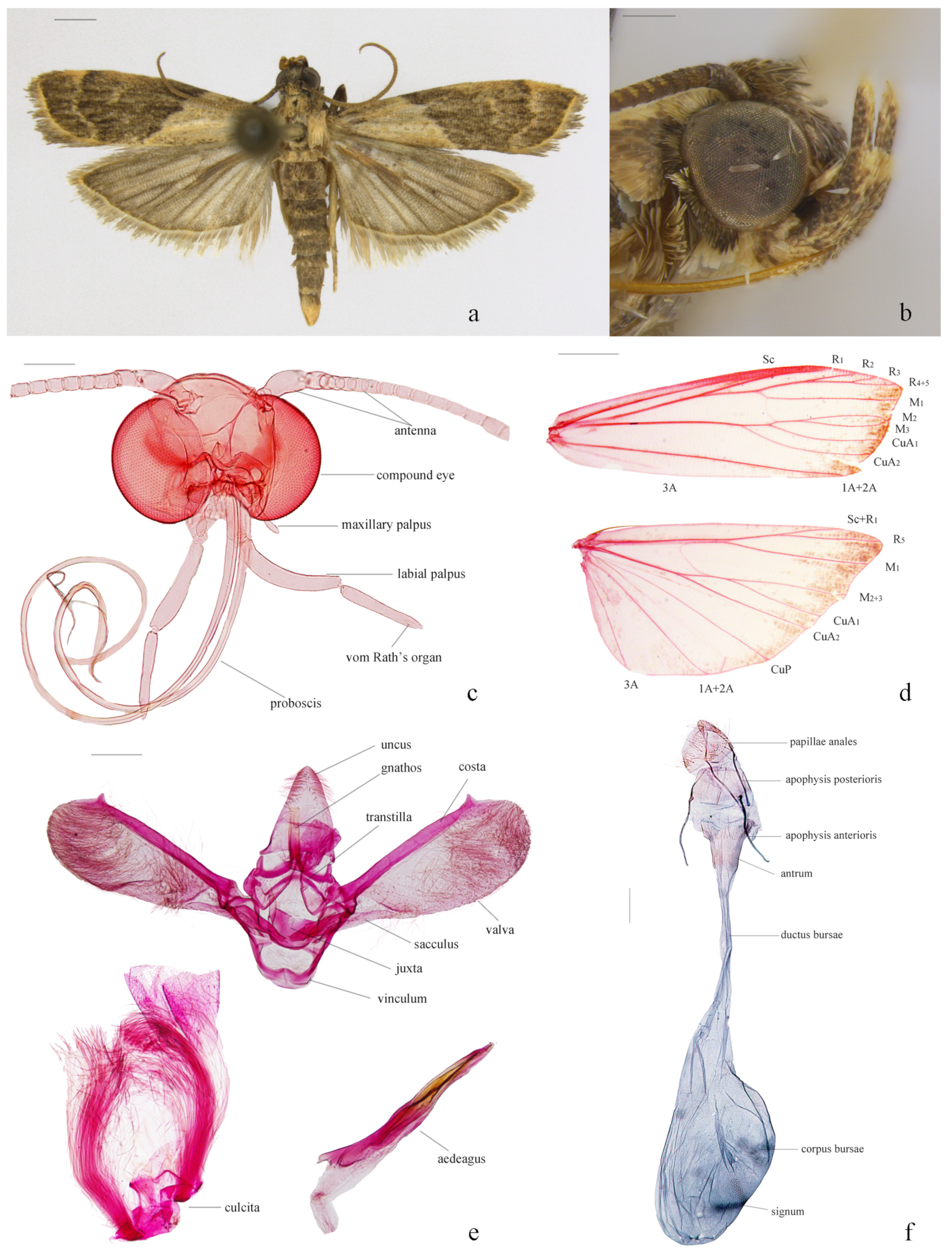 Insects 16 00413 g001