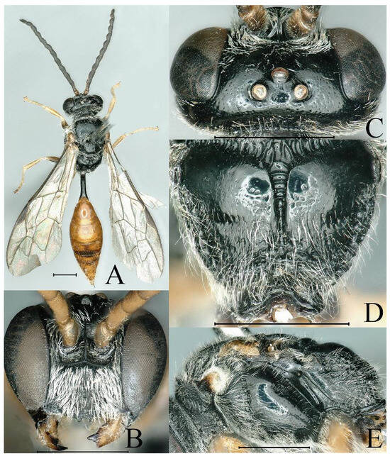 Insects 16 00432 g004