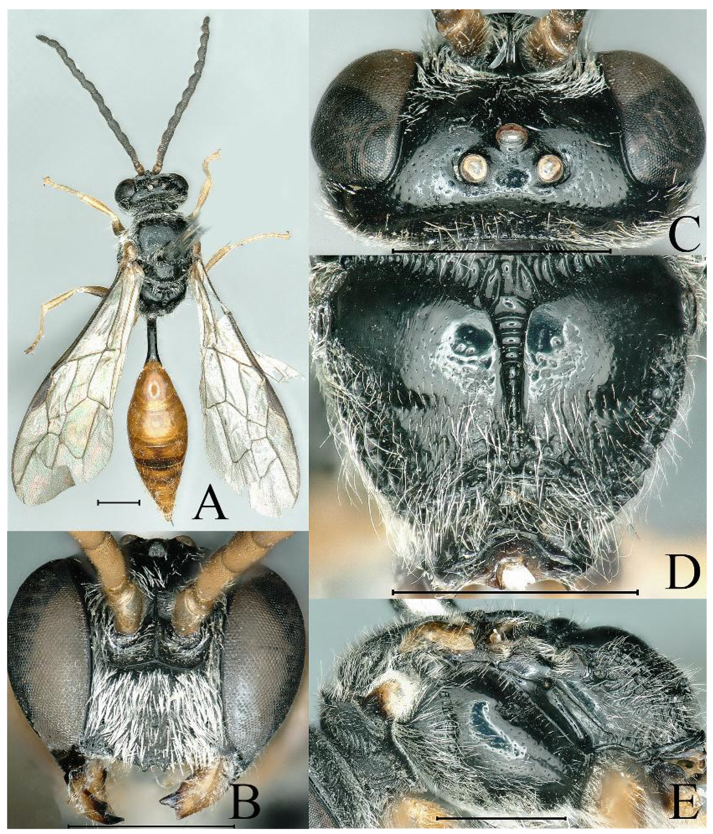 Insects 16 00432 g004