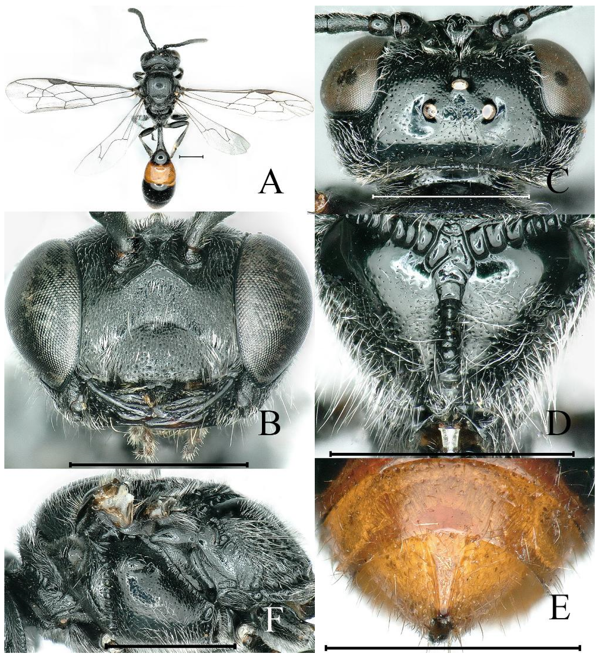 Insects 16 00432 g005