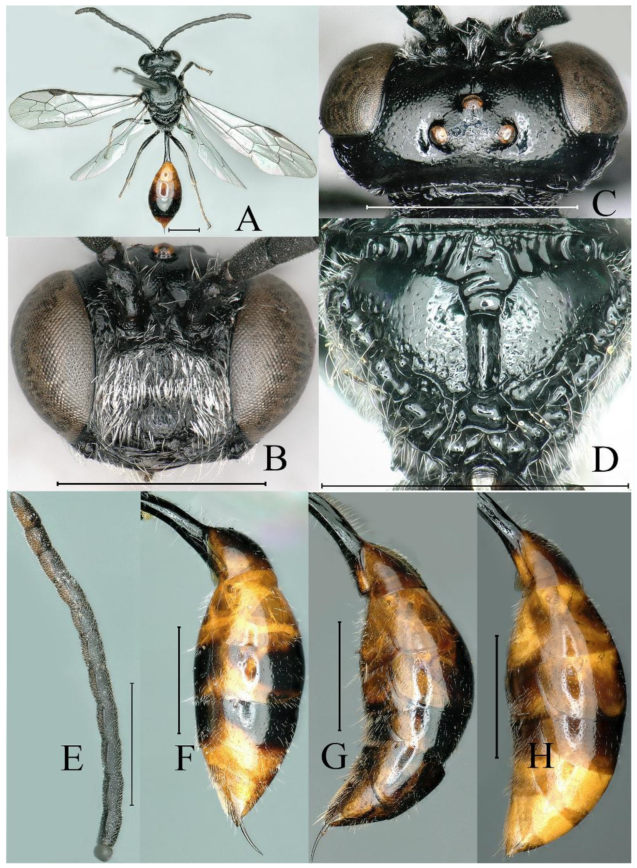 Insects 16 00432 g006