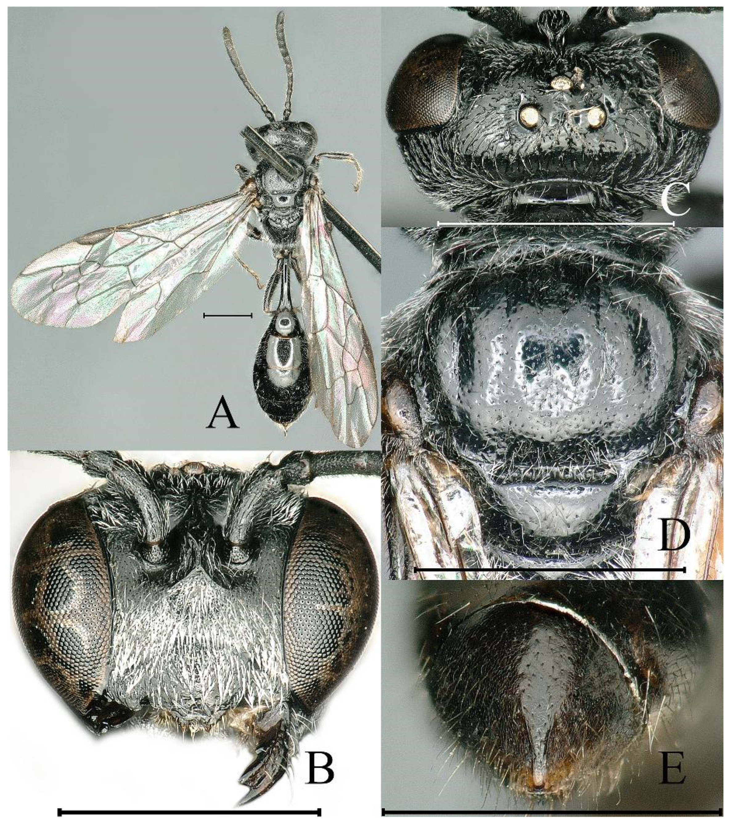 Insects 16 00432 g007