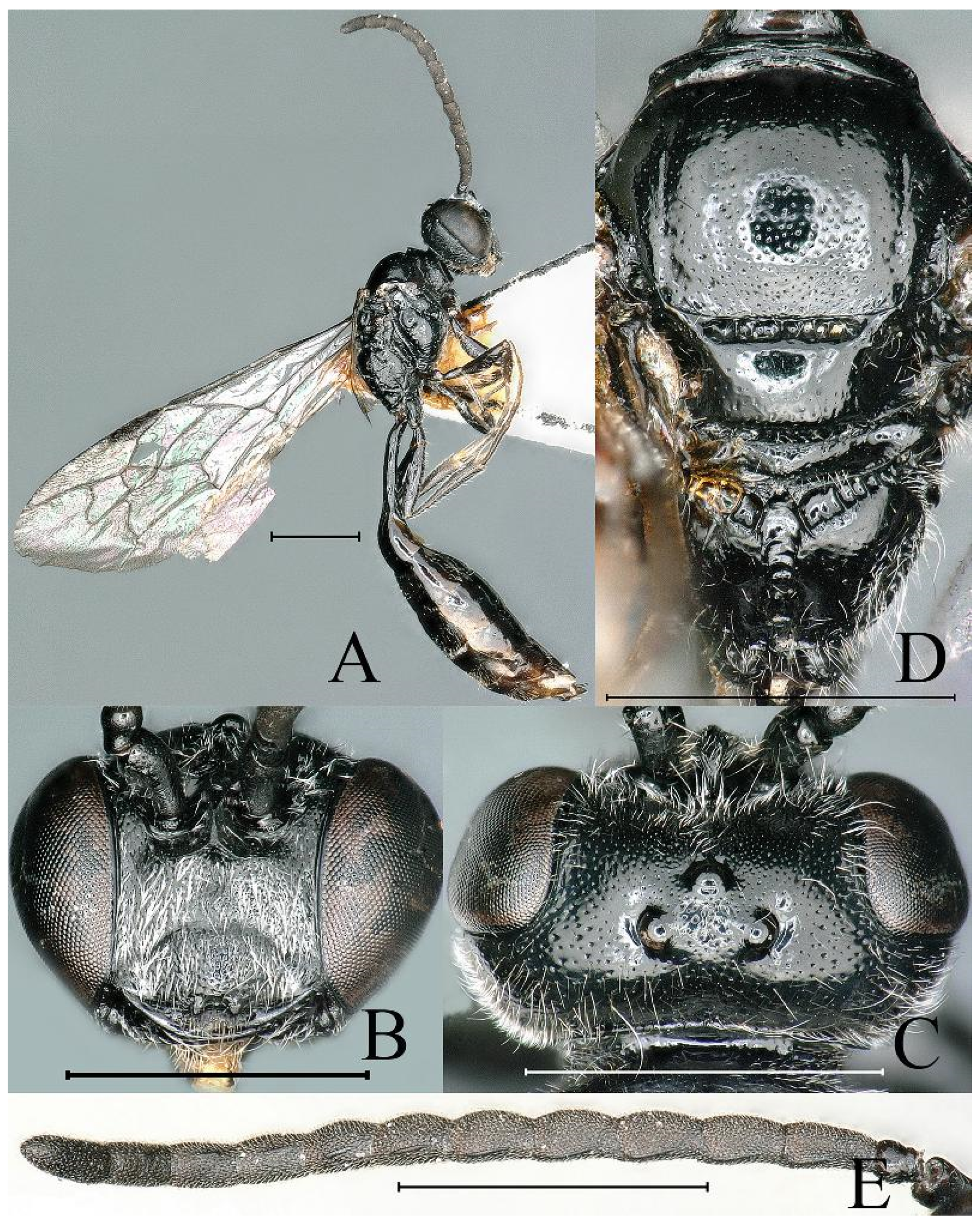 Insects 16 00432 g008