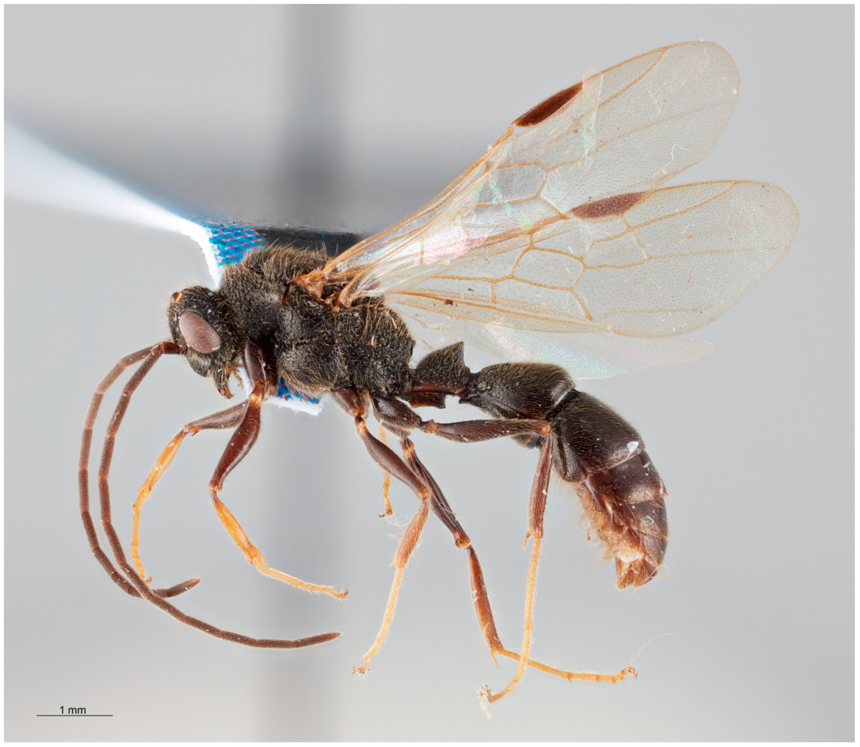 Insects 16 00436 g001