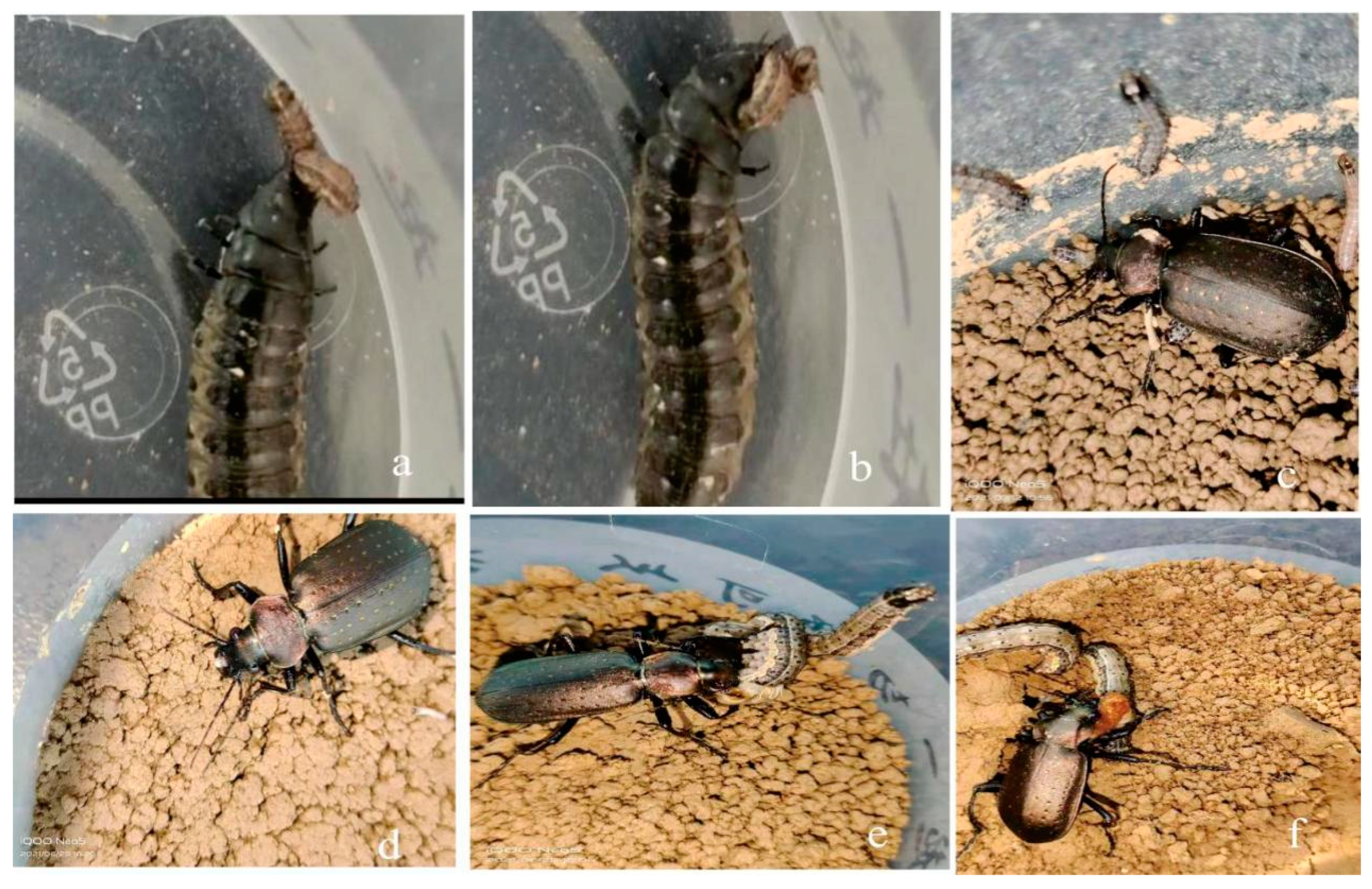 Insects 16 00437 g003