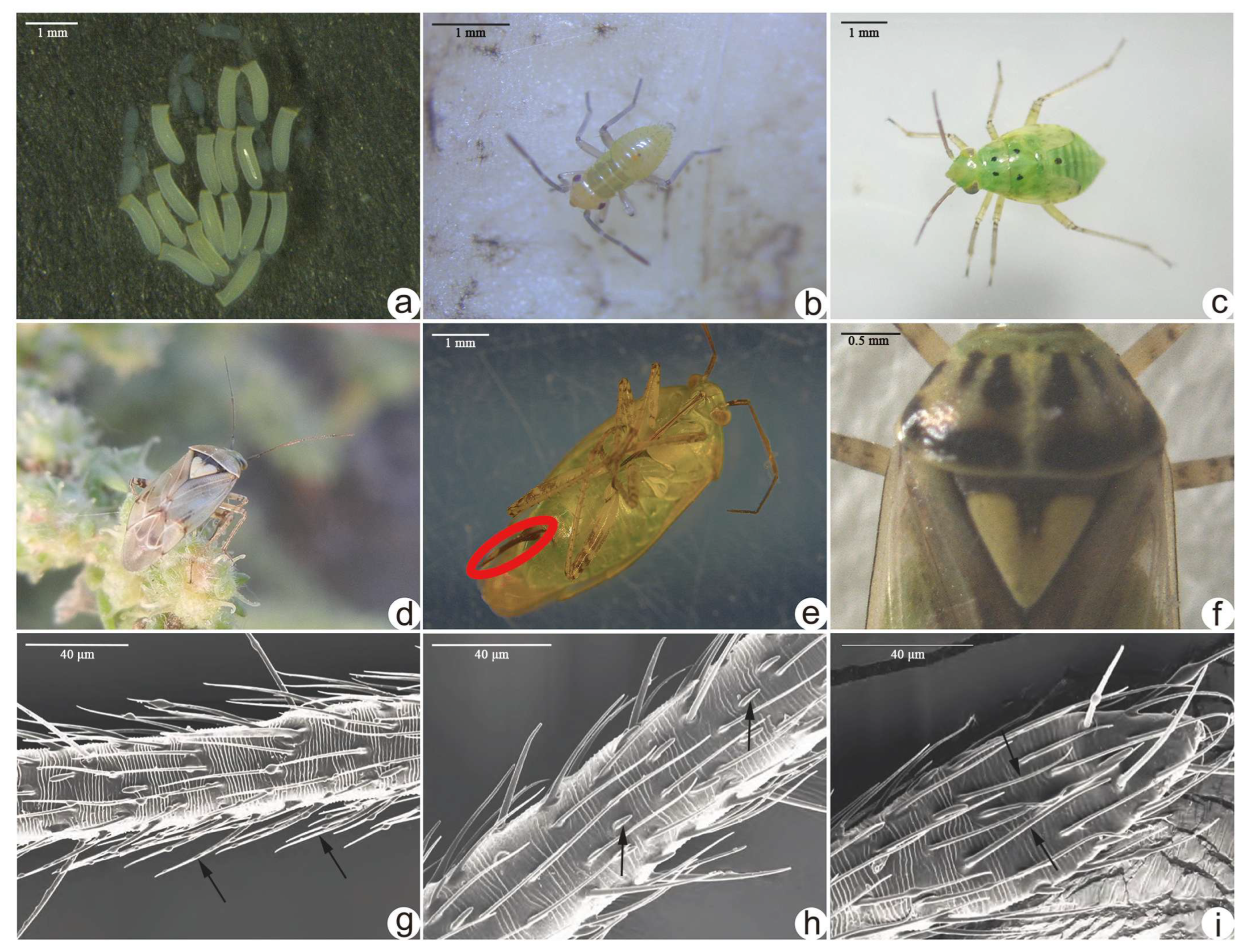 Insects 16 00441 g002