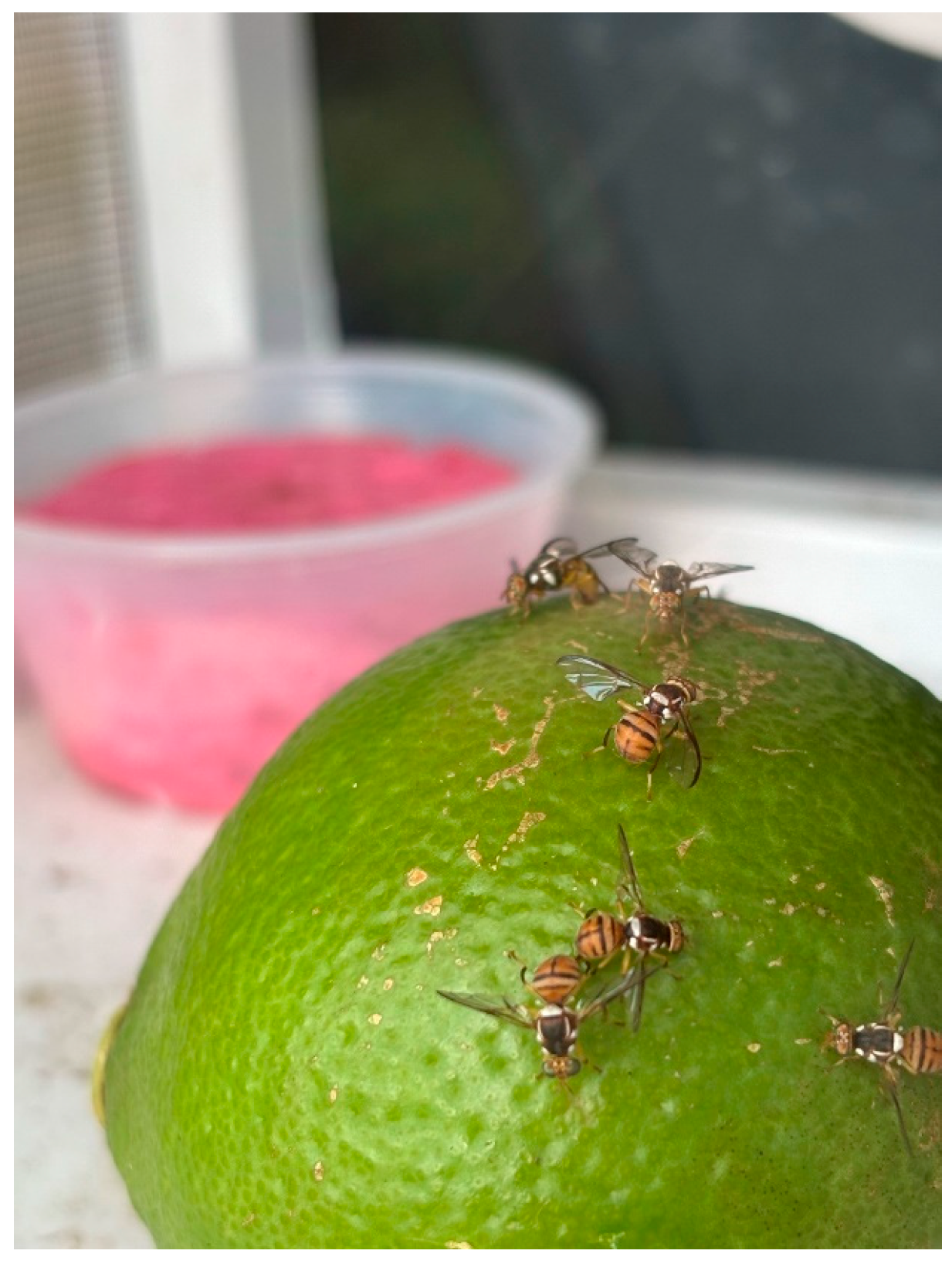 Insects 16 00447 g001