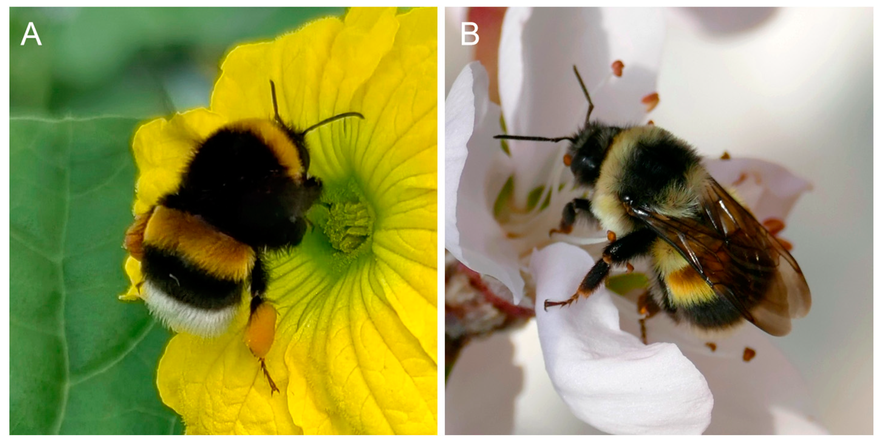 Insects 16 00455 g001