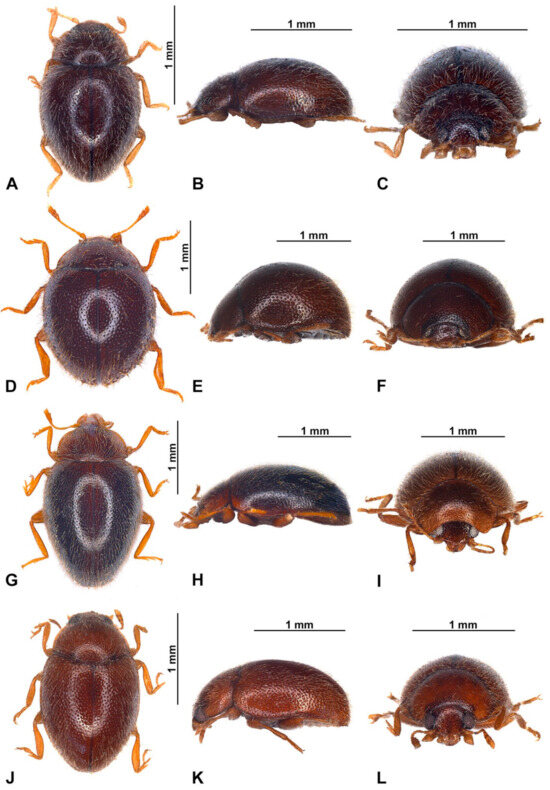 Insects 16 00456 g002