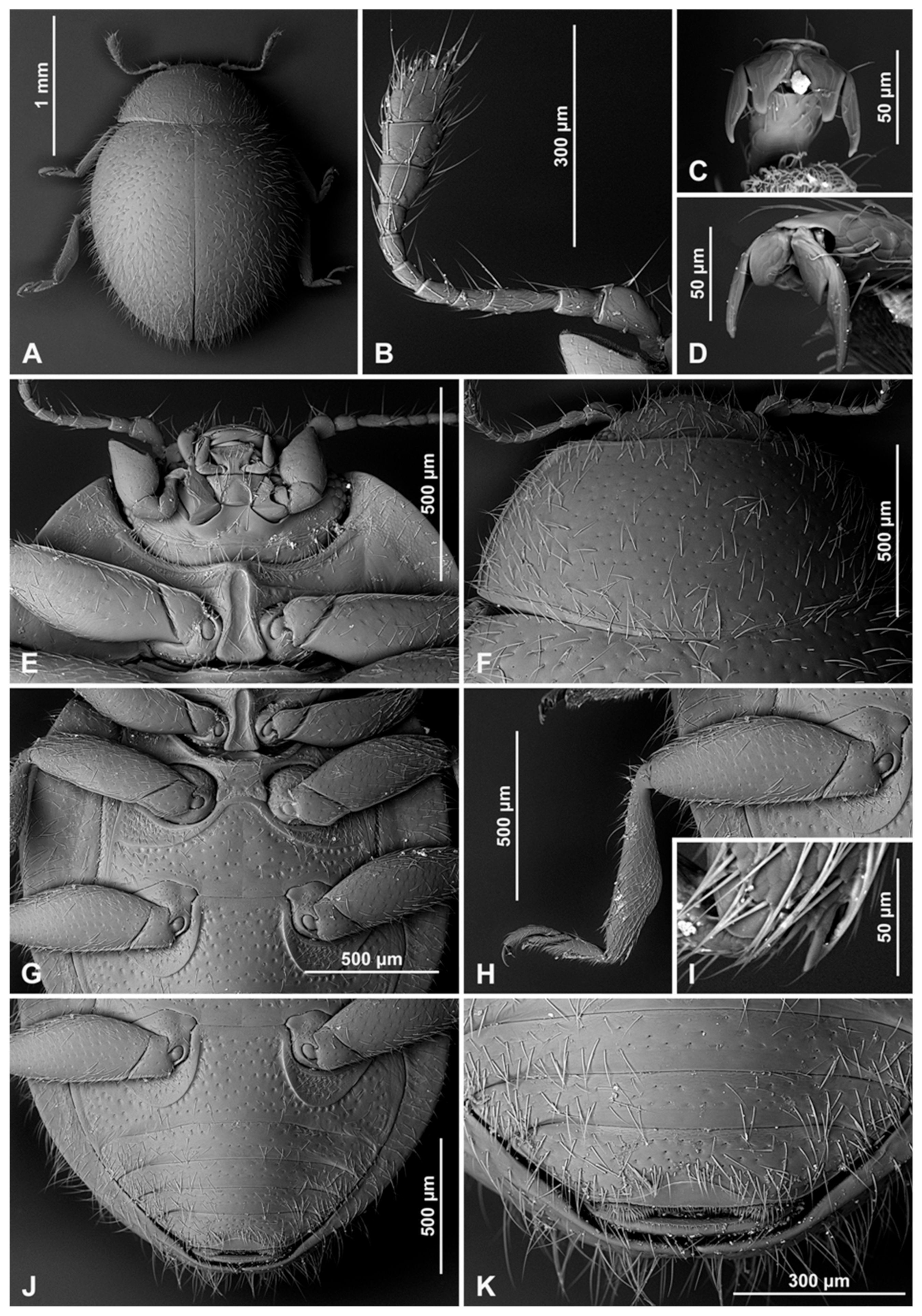 Insects 16 00456 g006 Insects 16 00456 g006