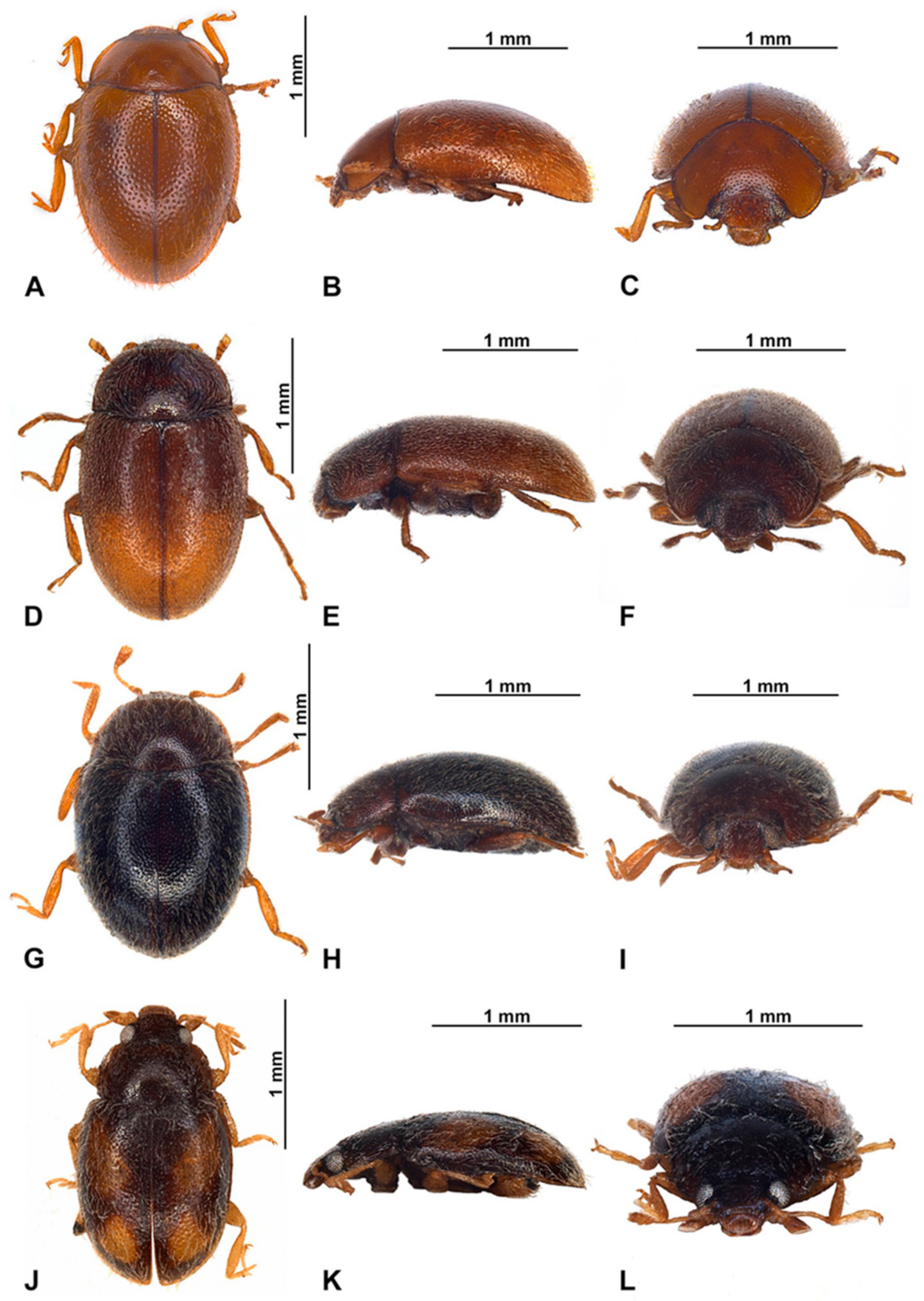 Insects 16 00456 g012 Insects 16 00456 g012