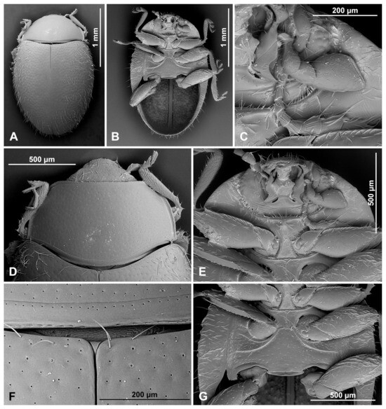 Insects 16 00456 g013