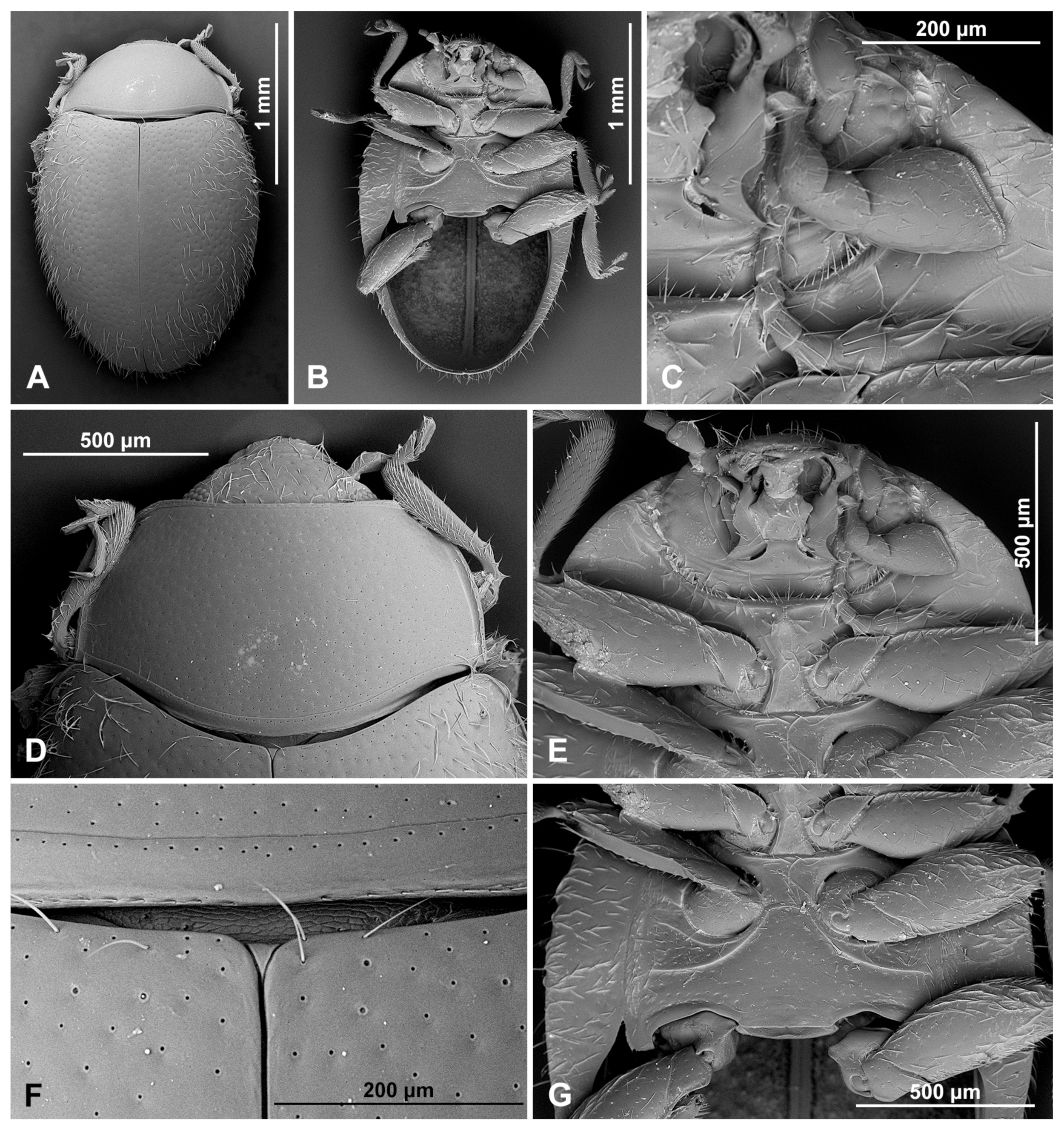 Insects 16 00456 g013 Insects 16 00456 g013