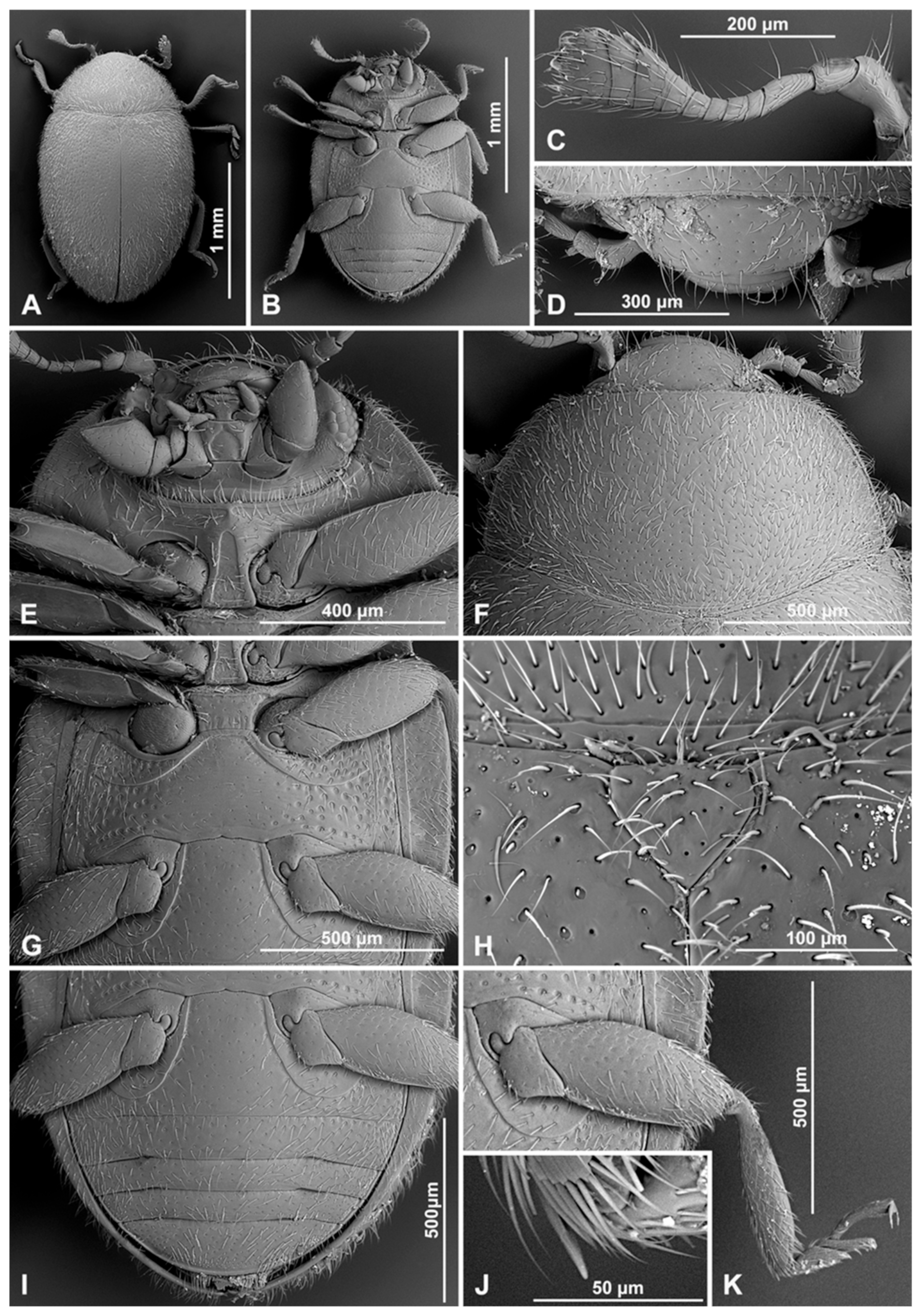 Insects 16 00456 g017 Insects 16 00456 g017