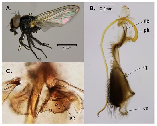 Insects 16 00458 g001