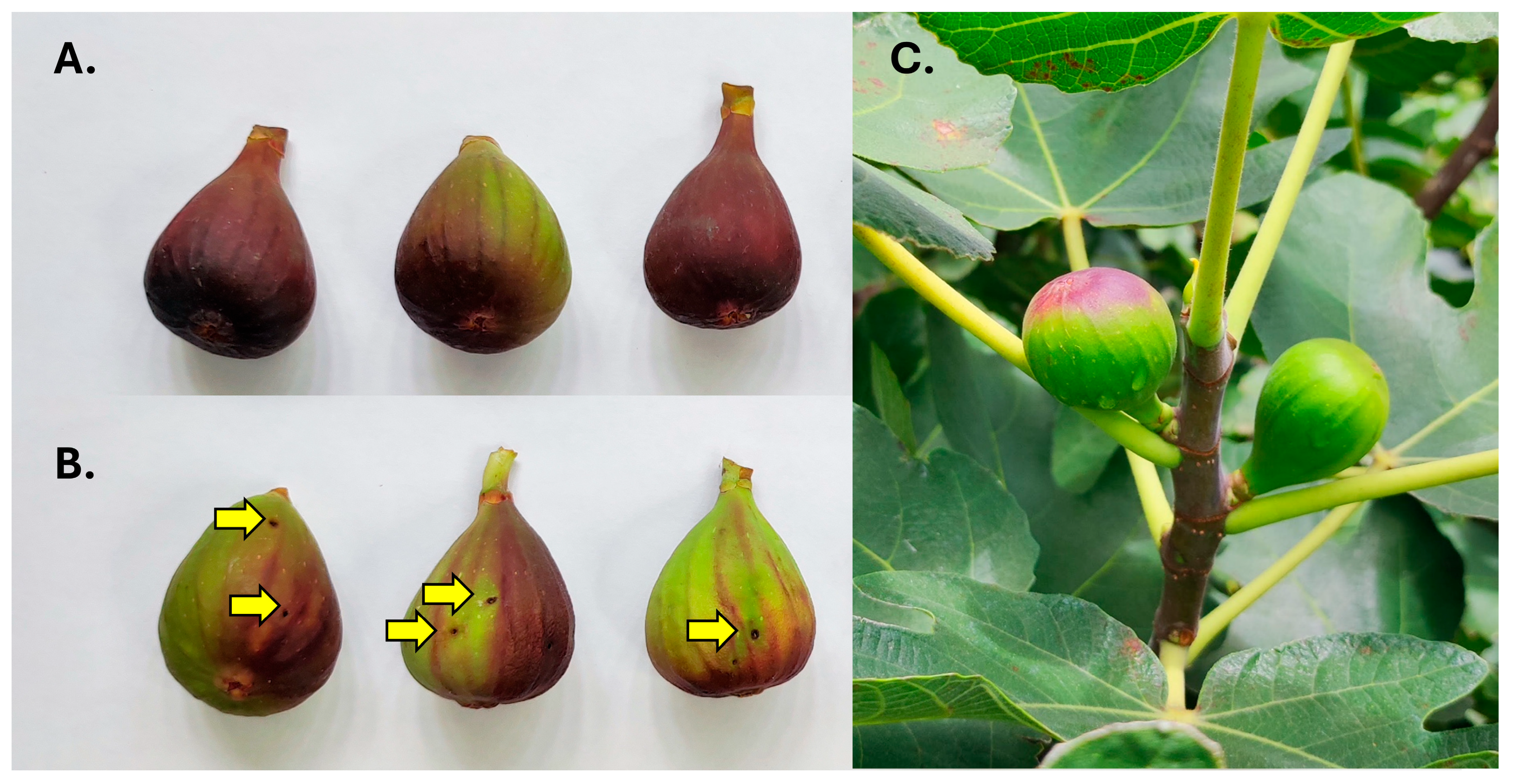 Insects 16 00458 g002