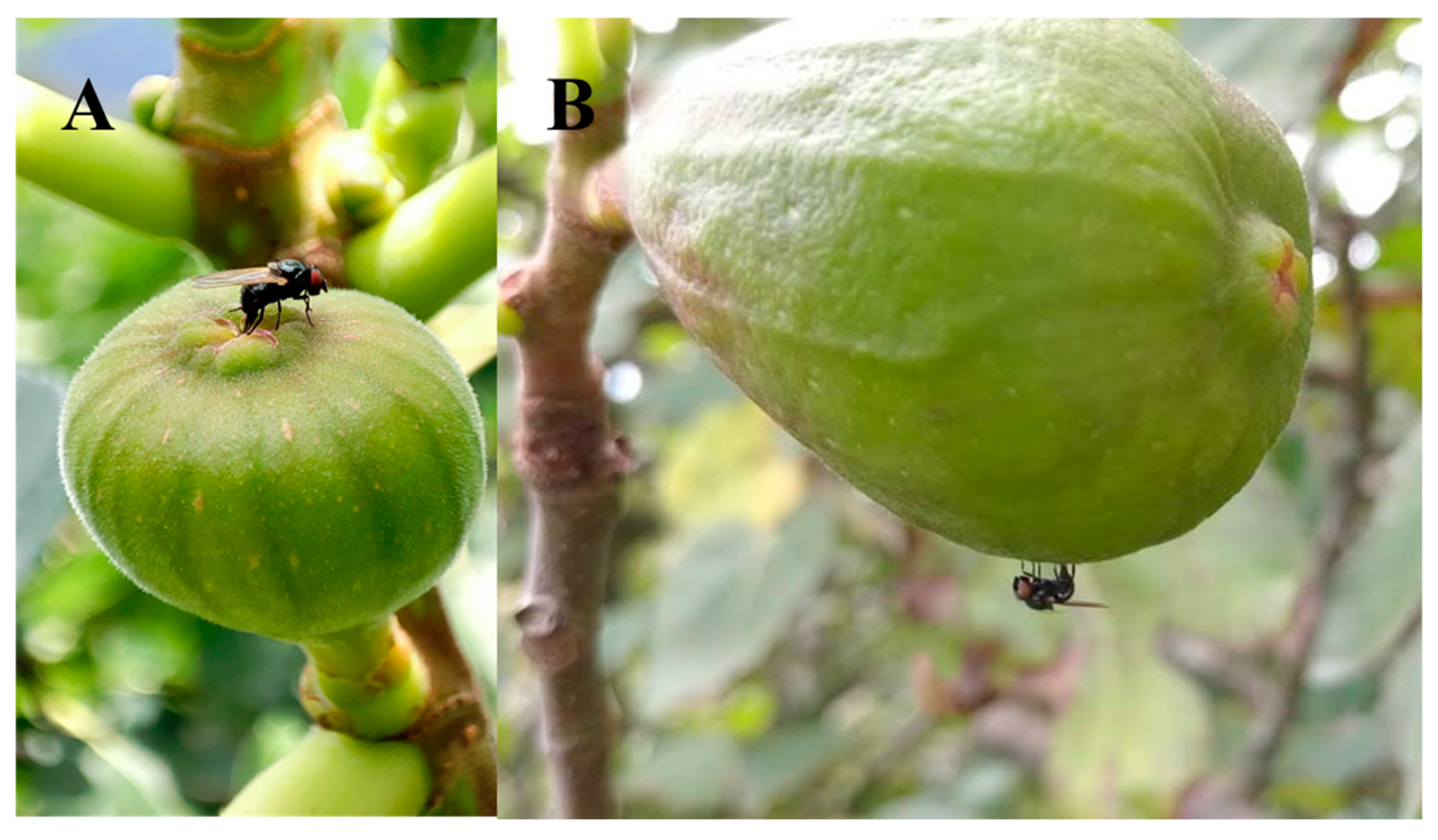 Insects 16 00458 g003