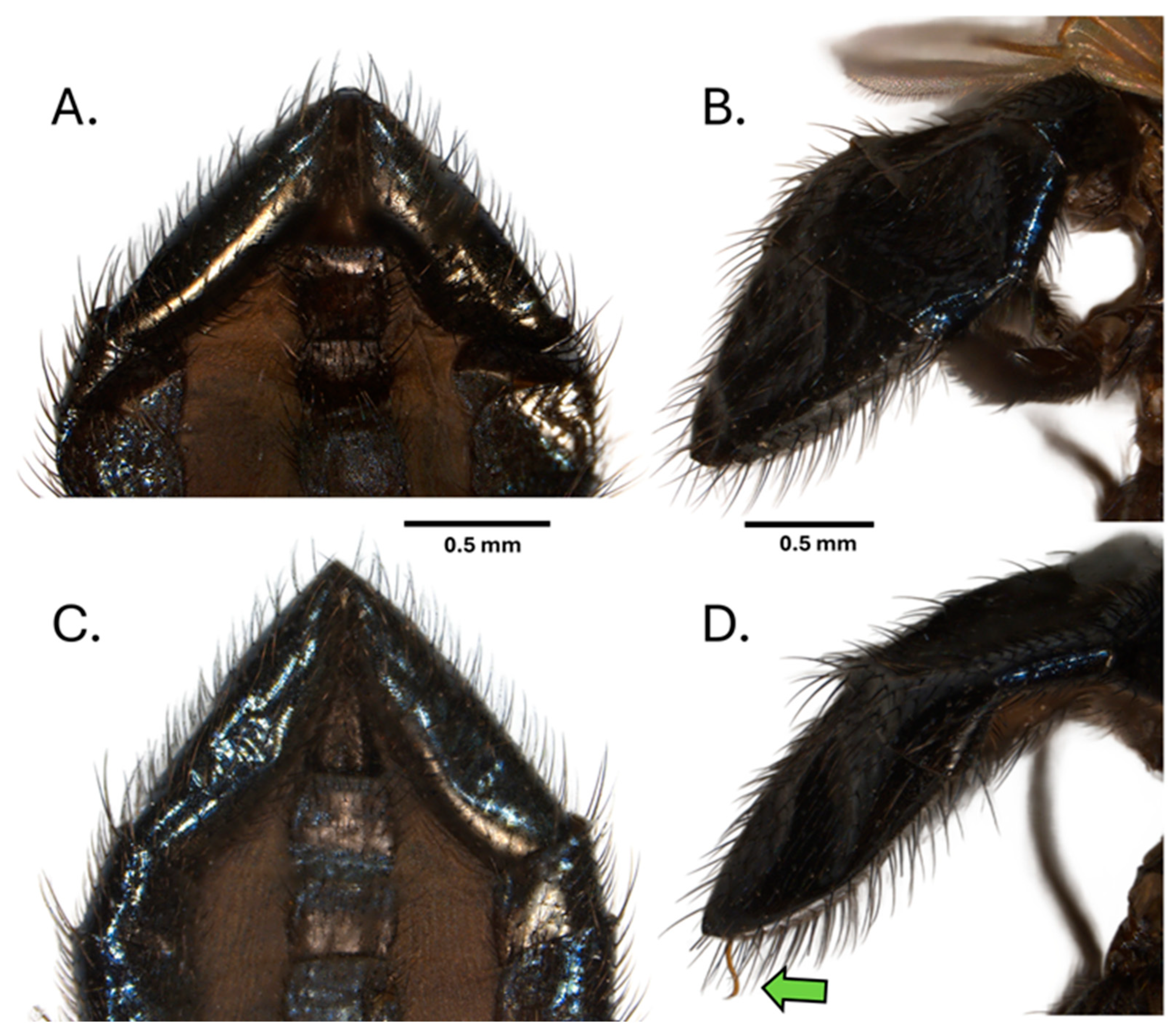 Insects 16 00458 g007