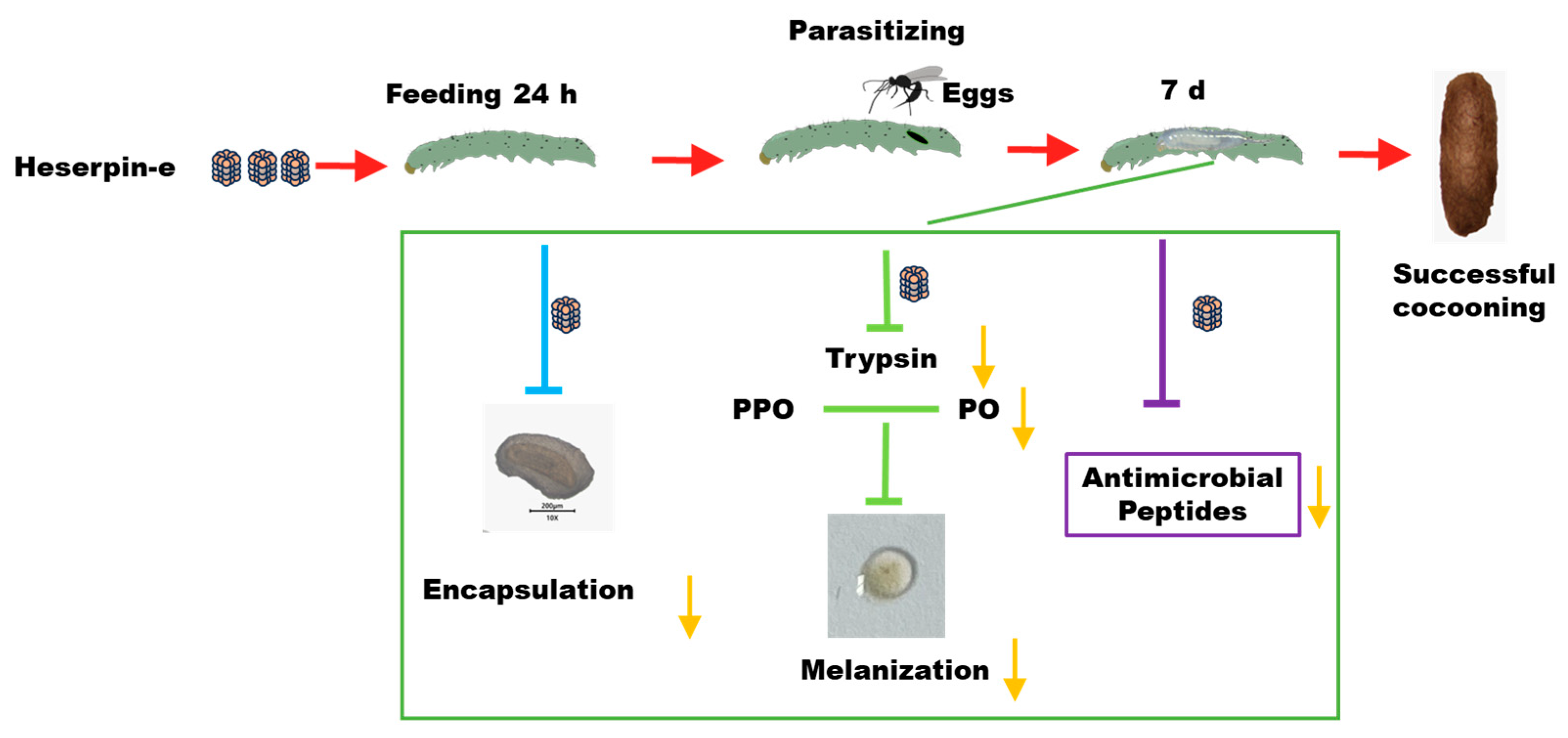 Insects 16 00474 g006