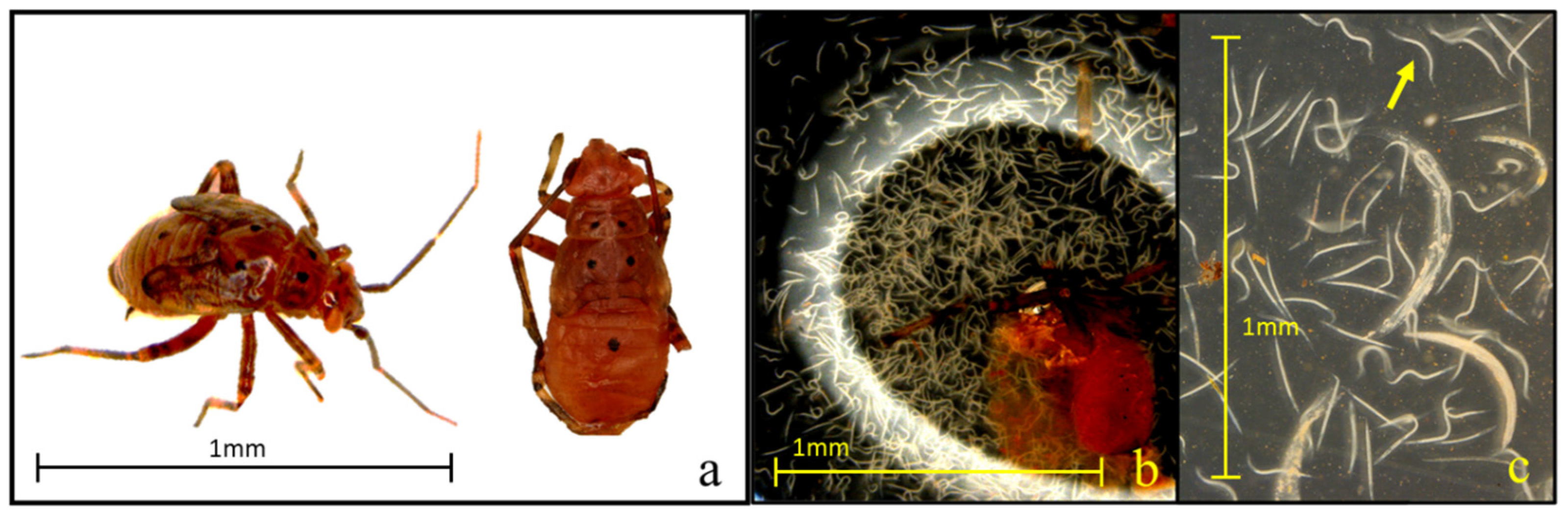 Insects 16 00475 g005