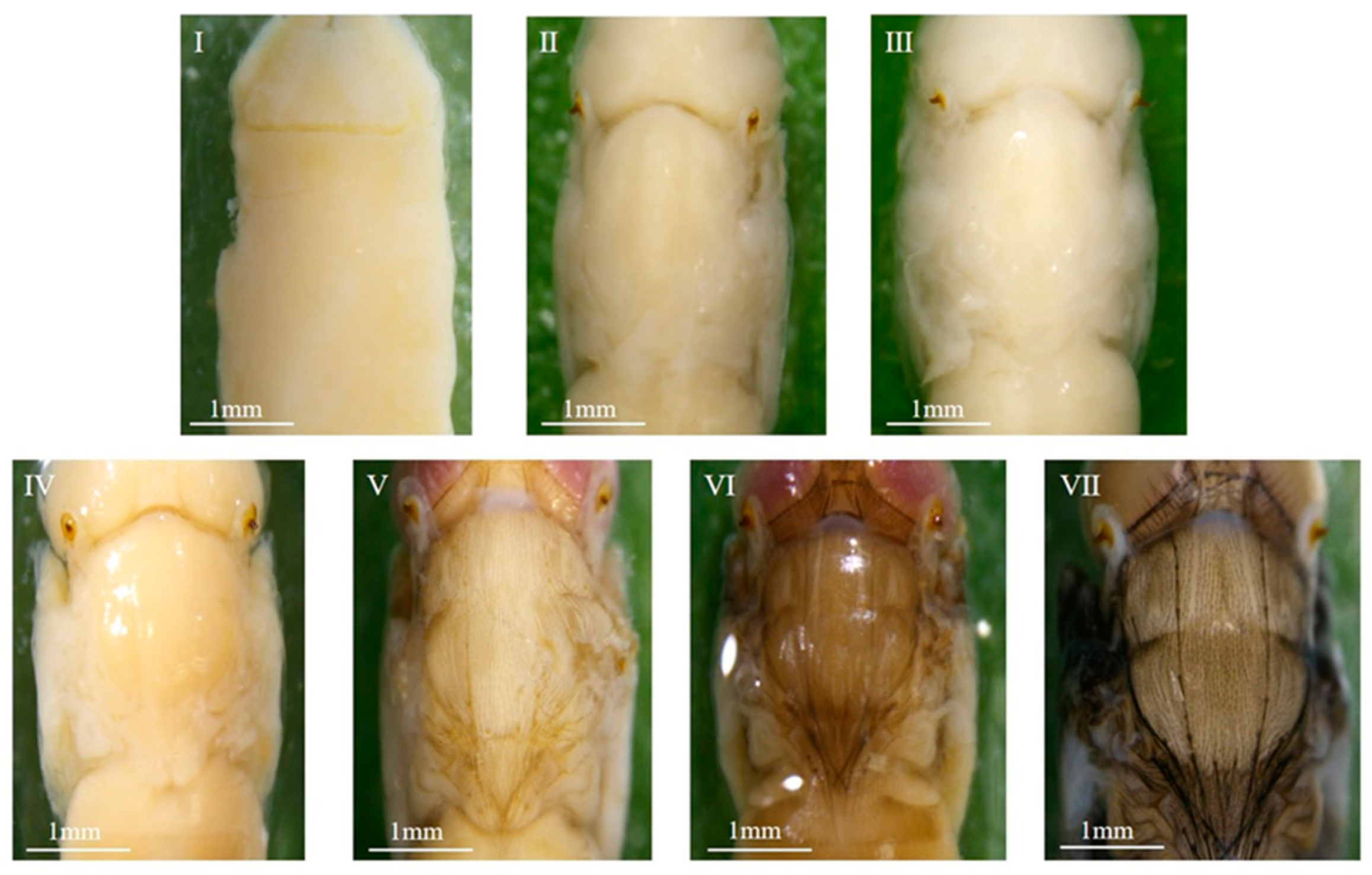 Insects 16 00480 g006