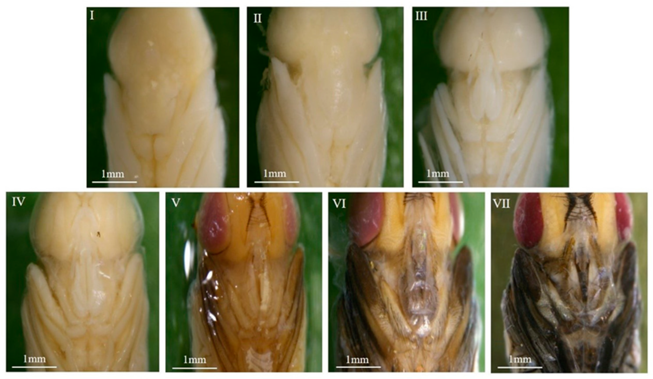 Insects 16 00480 g007