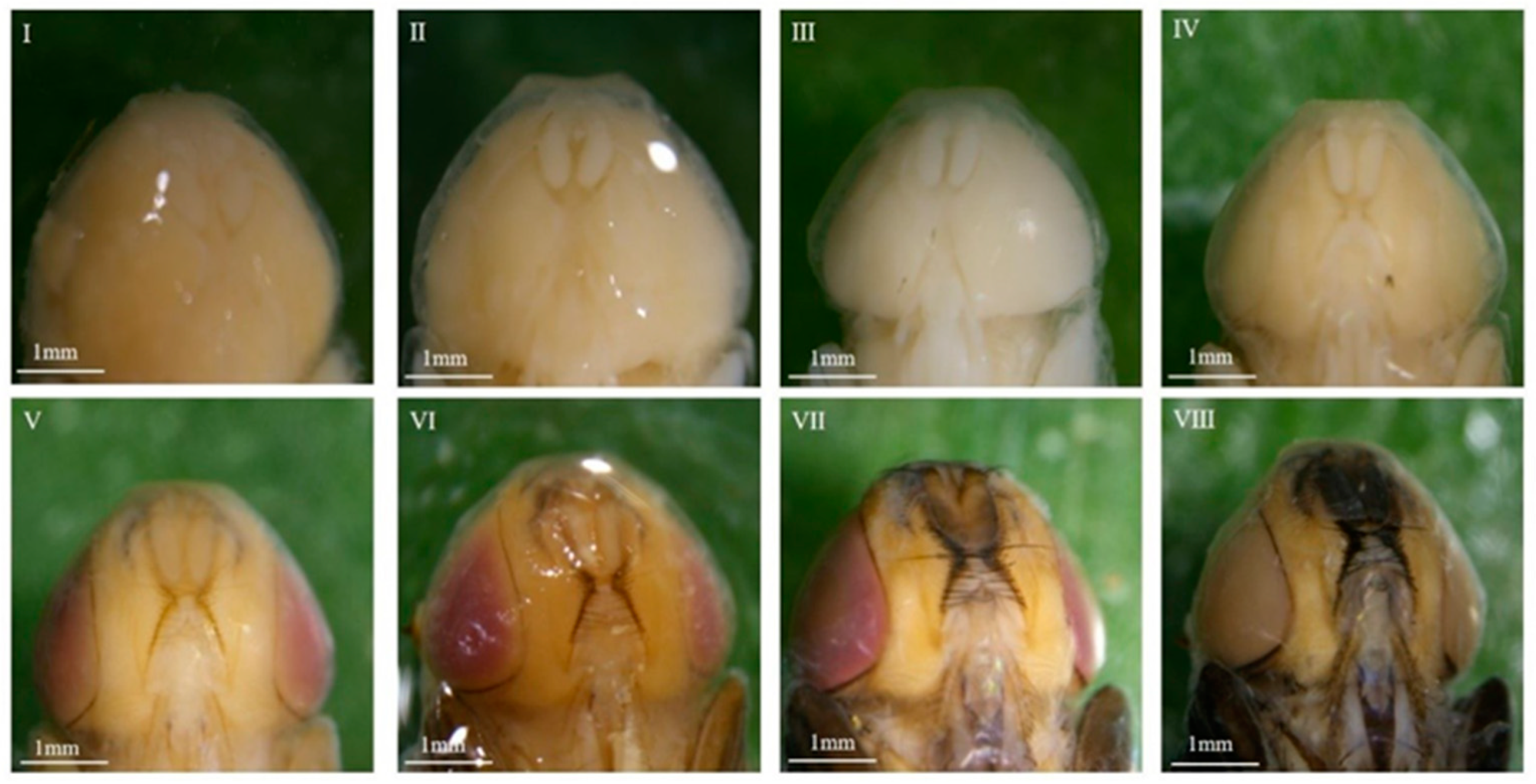 Insects 16 00480 g008
