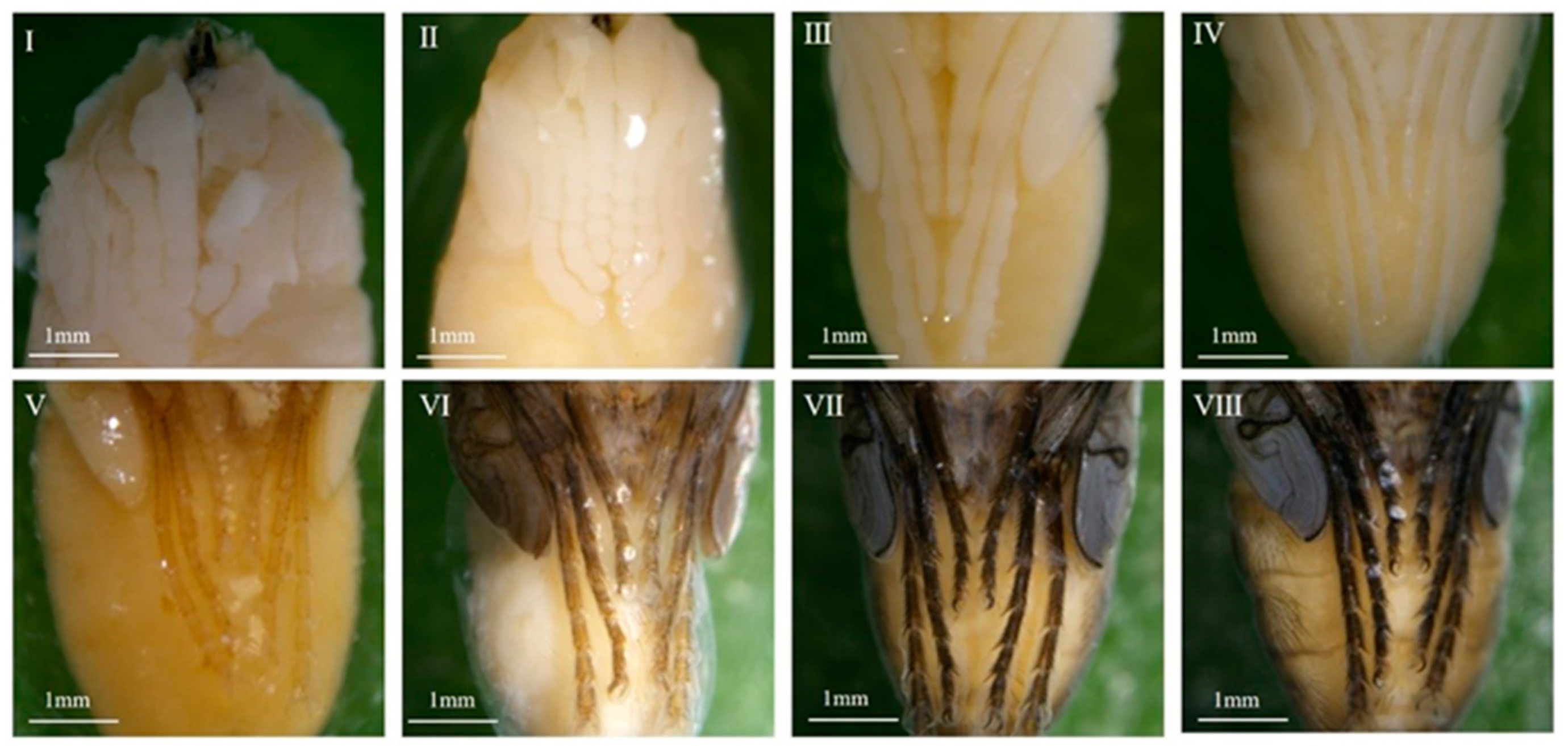 Insects 16 00480 g010