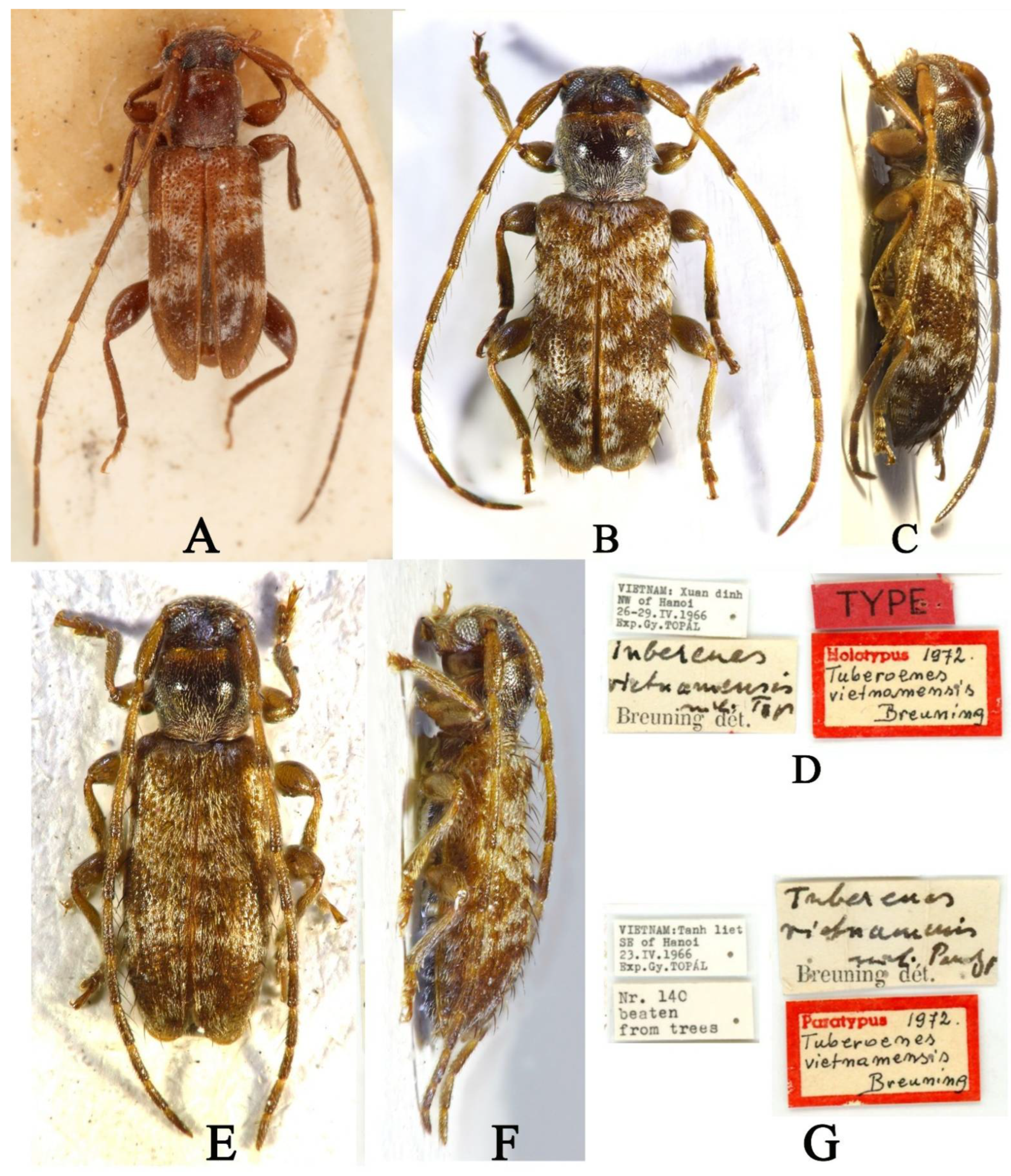 Insects 16 00488 g004