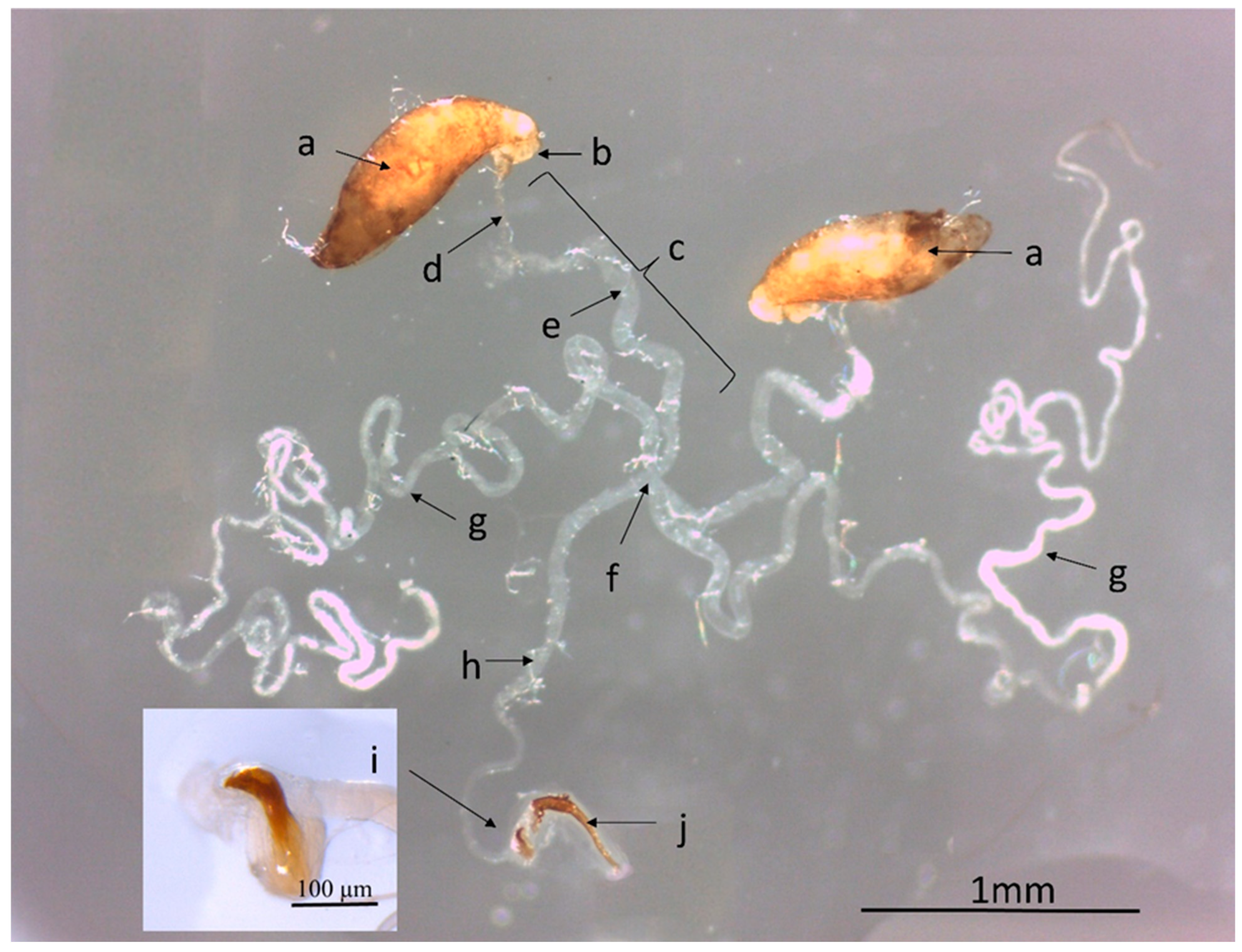 Insects 16 00495 g002